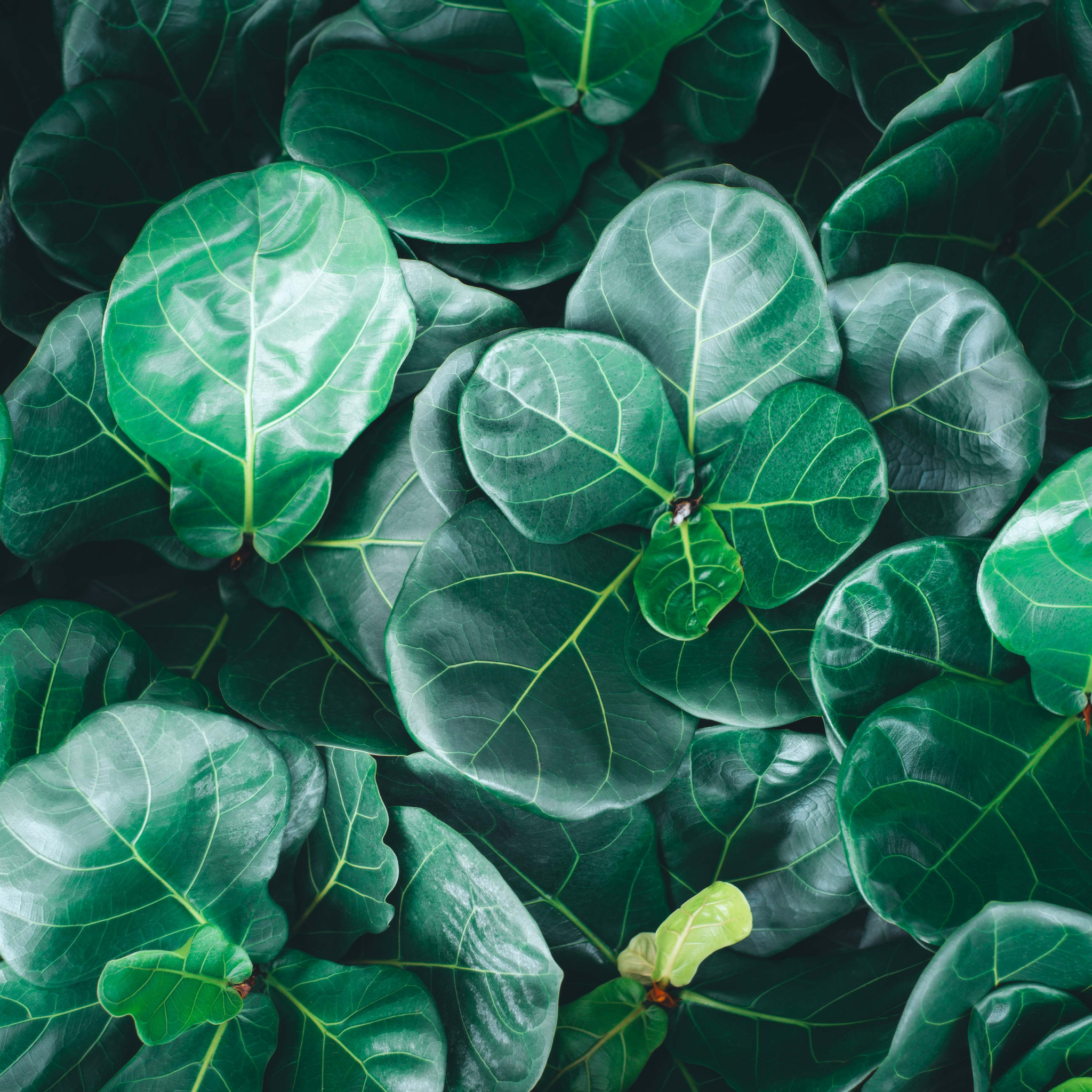 Fiddle Leaf Fig - Ficus lyrata