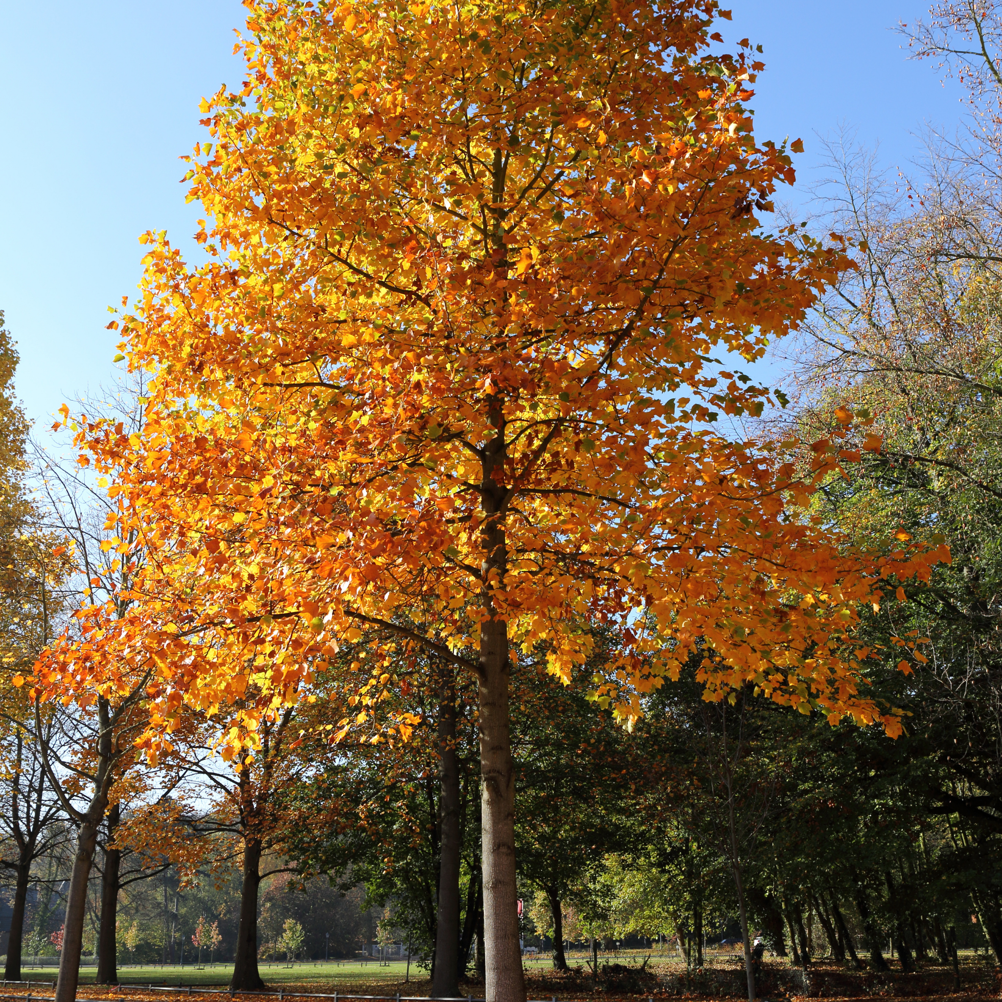 Tulip Tree - Liriodendron tulipifera
