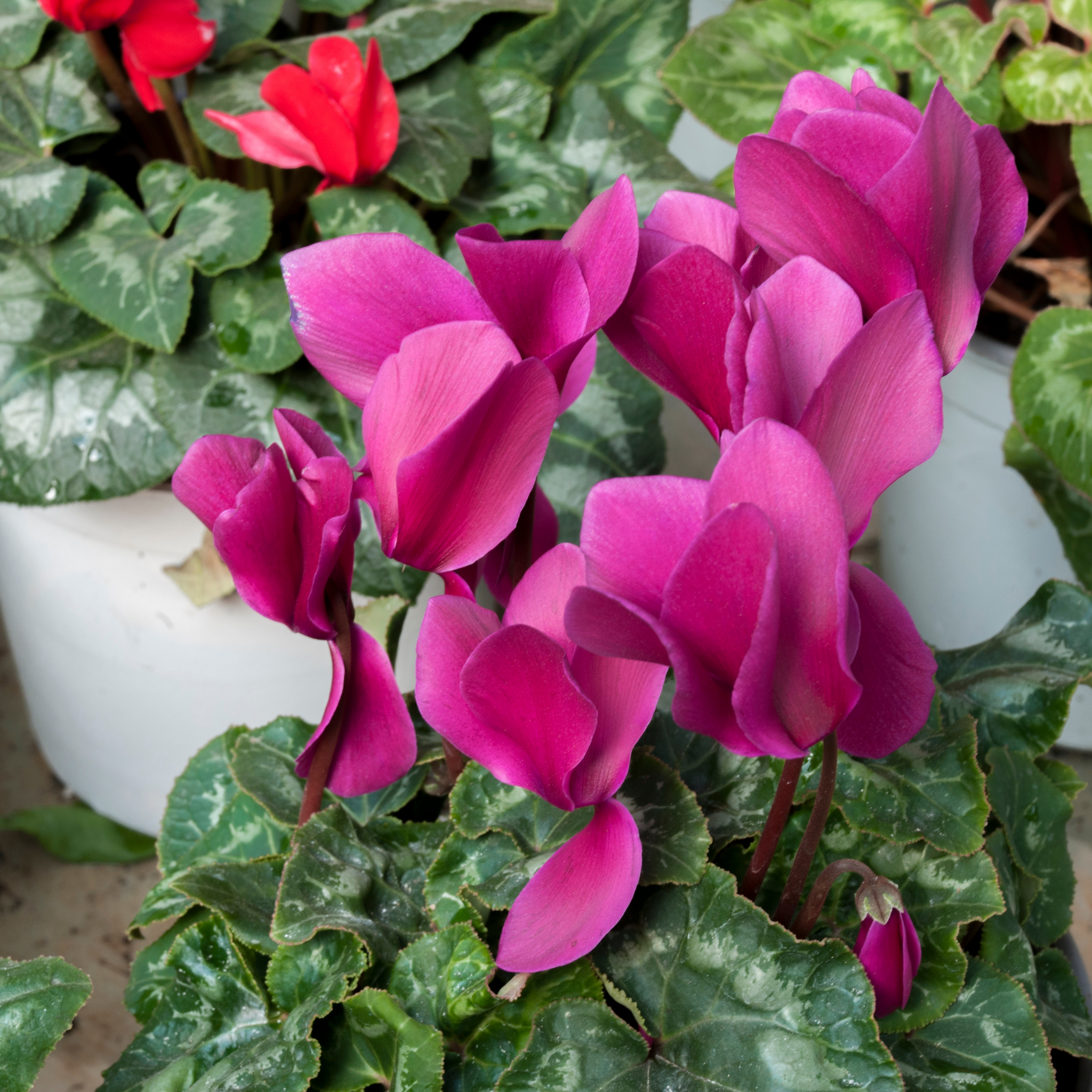 Cyclamen Assorted