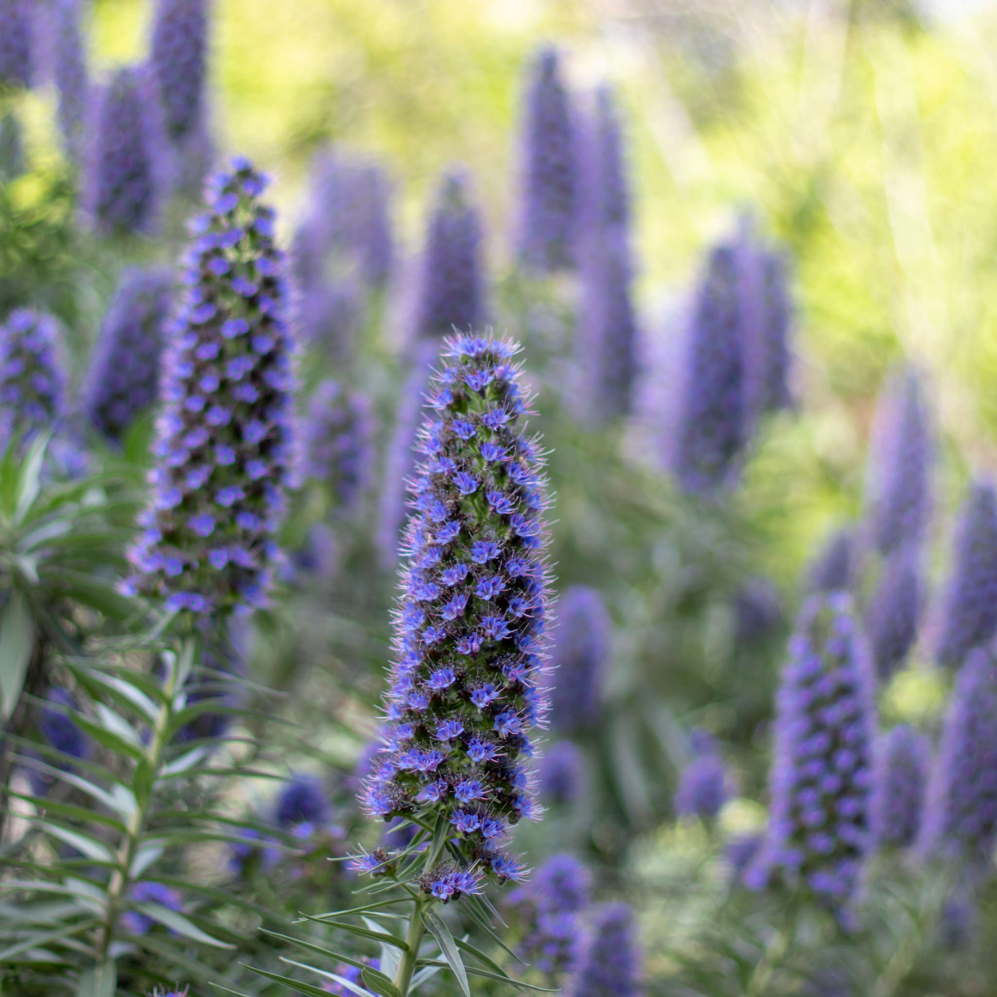 Pride of Madeira - Echium candicans