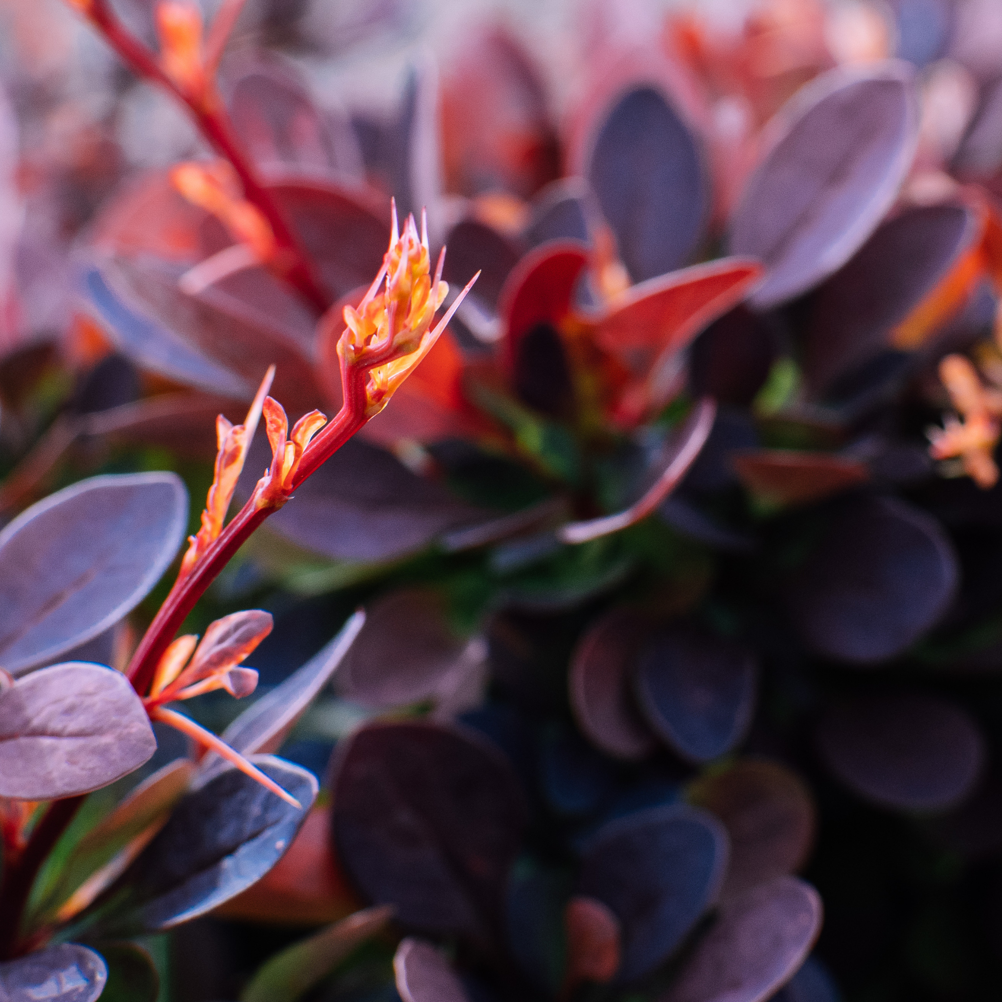 Purple Japanese Barberry - Berberis thunbergii atropurpurea