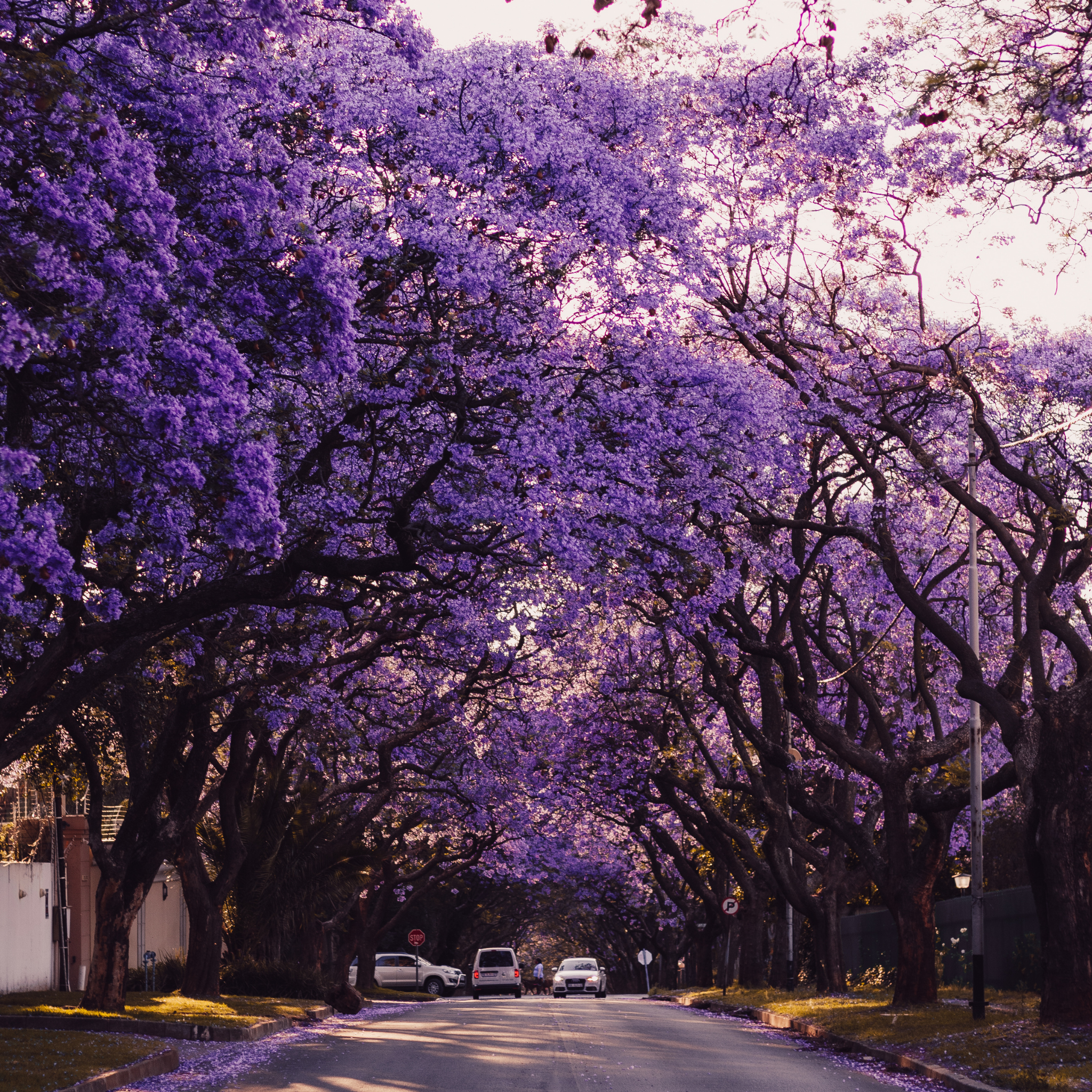 Blue Jacaranda - Jacaranda mimosifolia