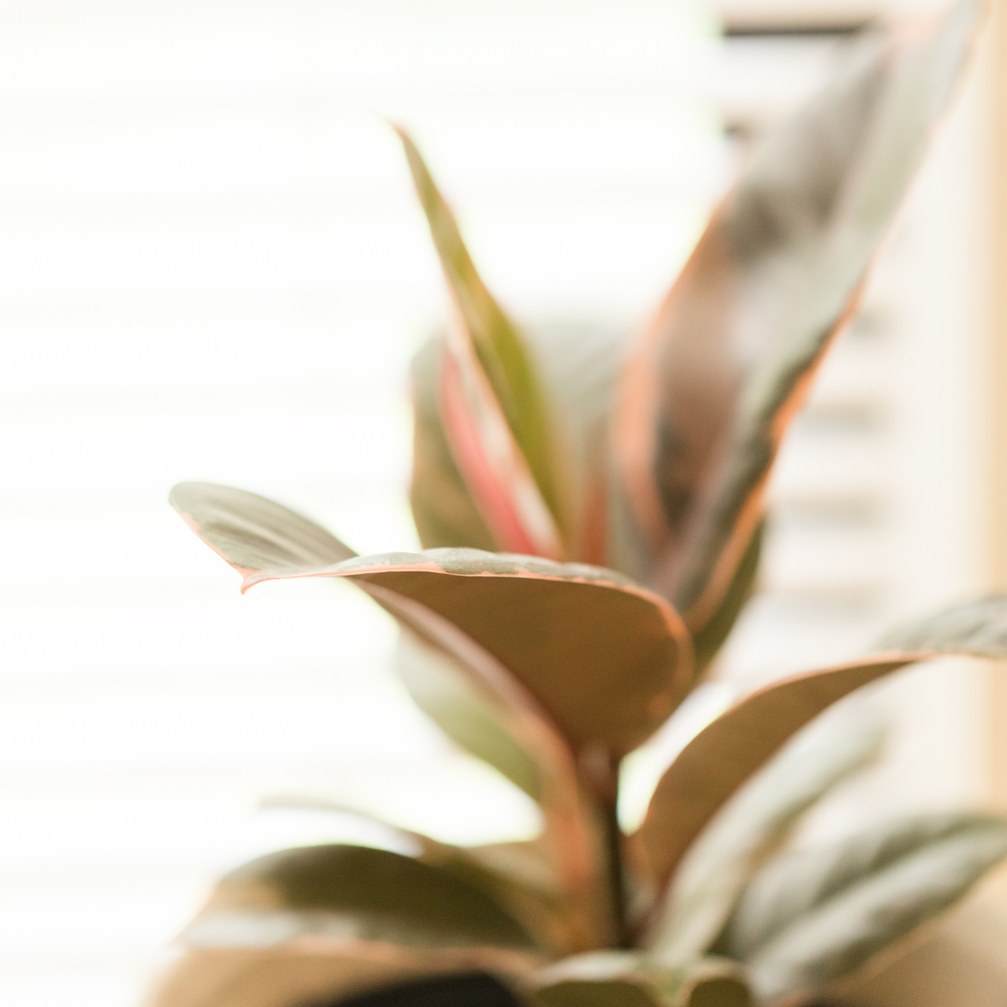 Red Rubber Tree Plant - Ficus elastica Ruby
