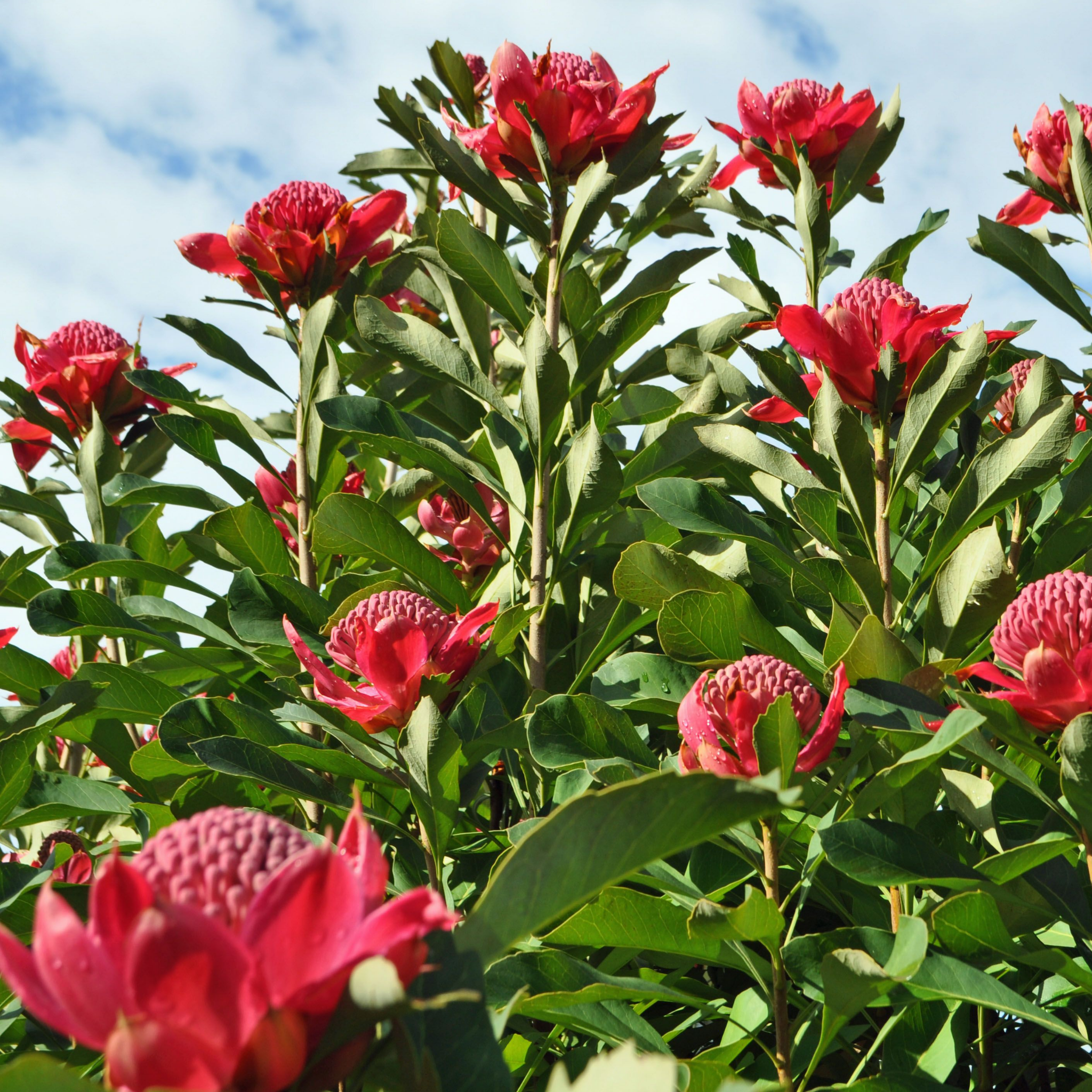 Waratah Gembrook - Telopea hybrida Gembrook
