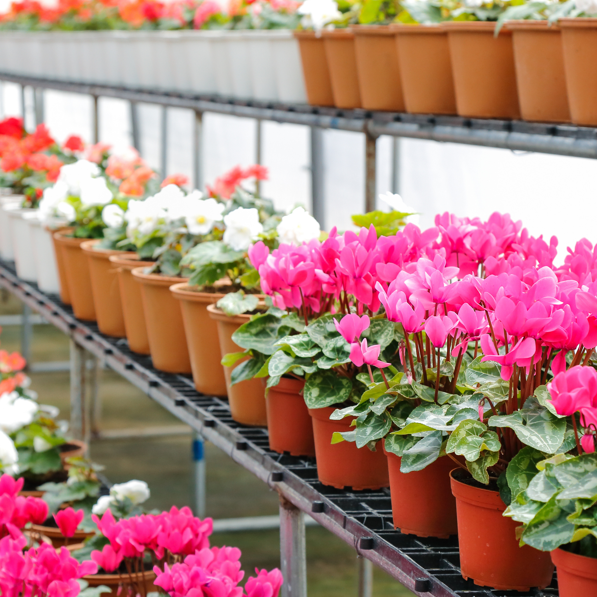 Cyclamen Assorted