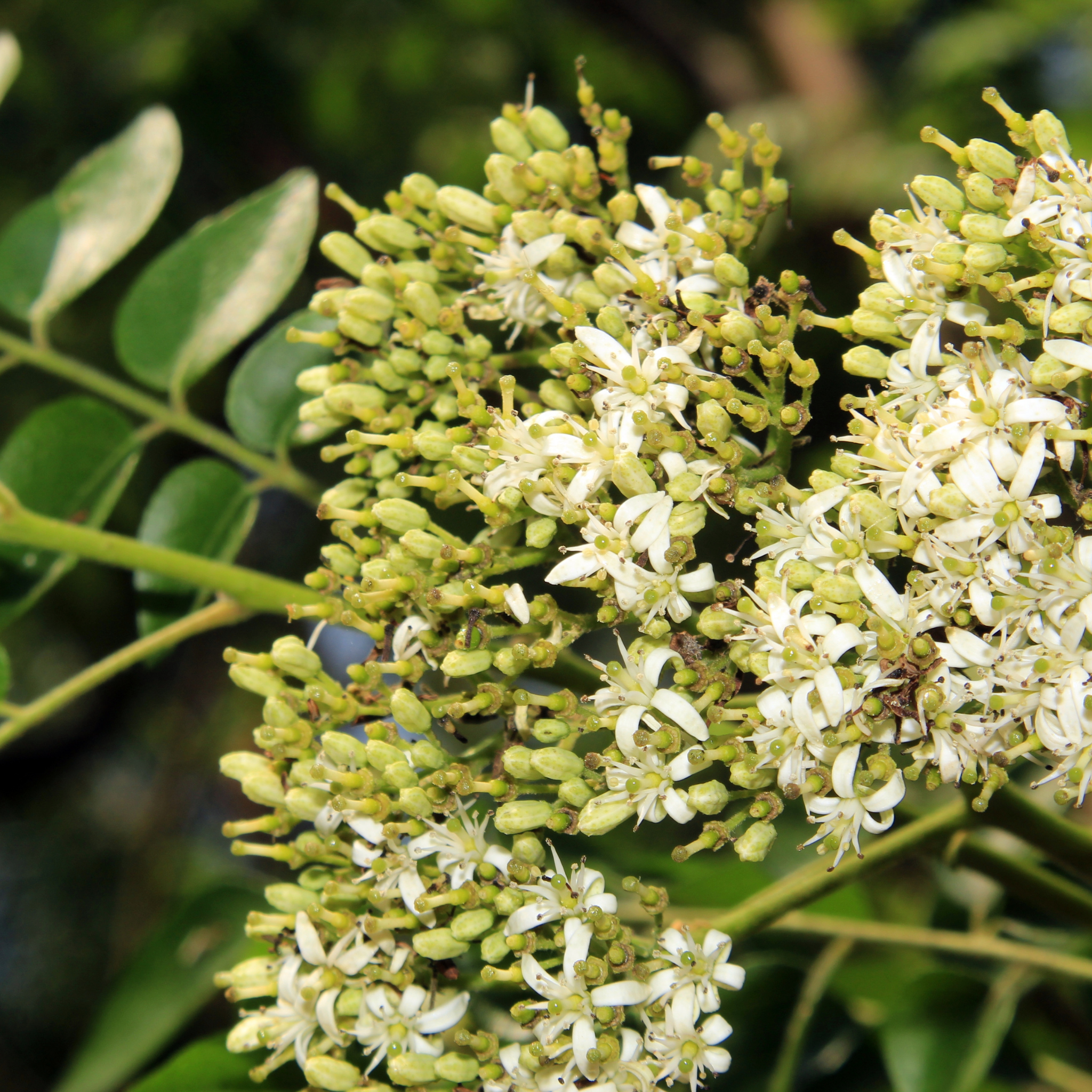 Curry Tree - Murraya koenigii