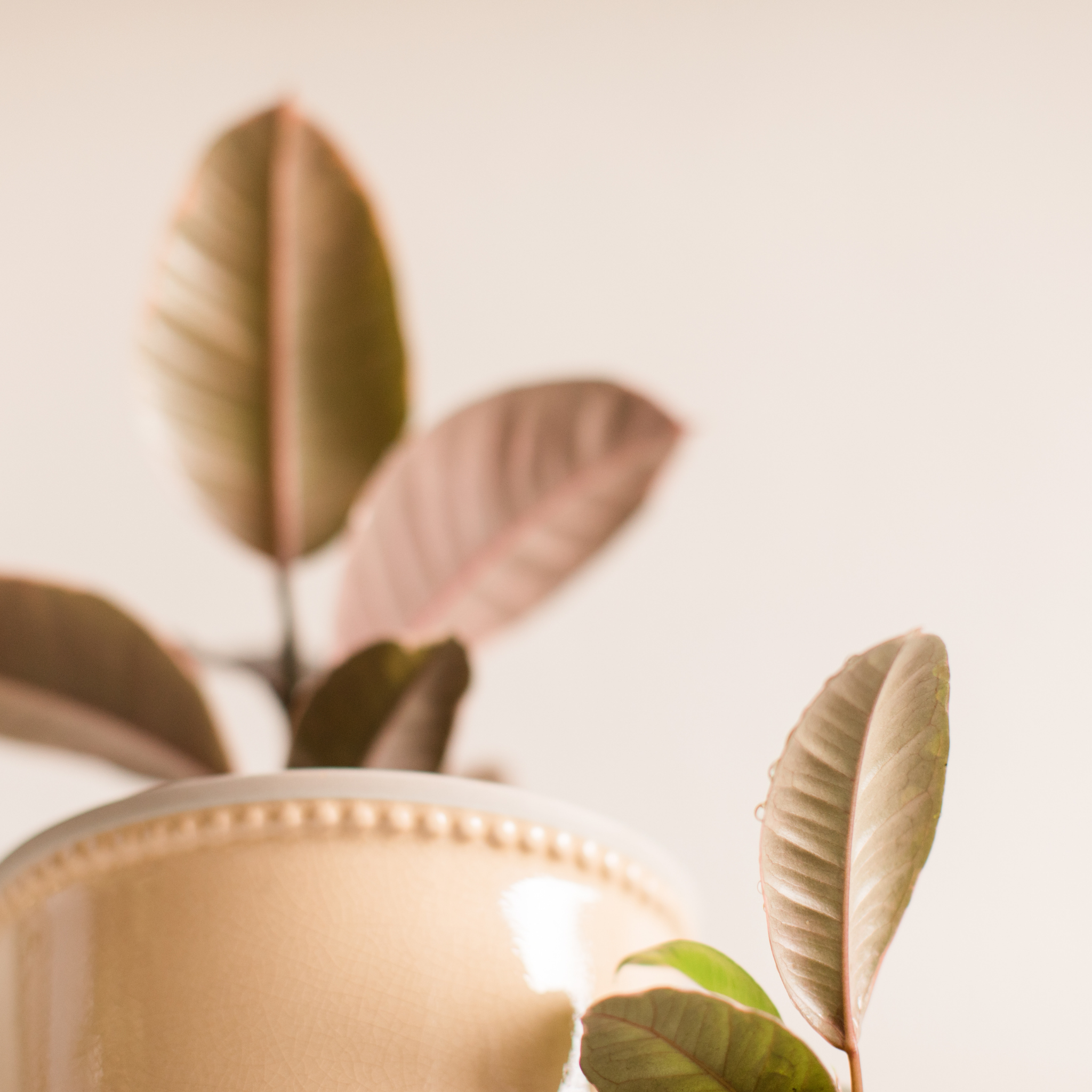 Red Rubber Tree Plant - Ficus elastica Ruby