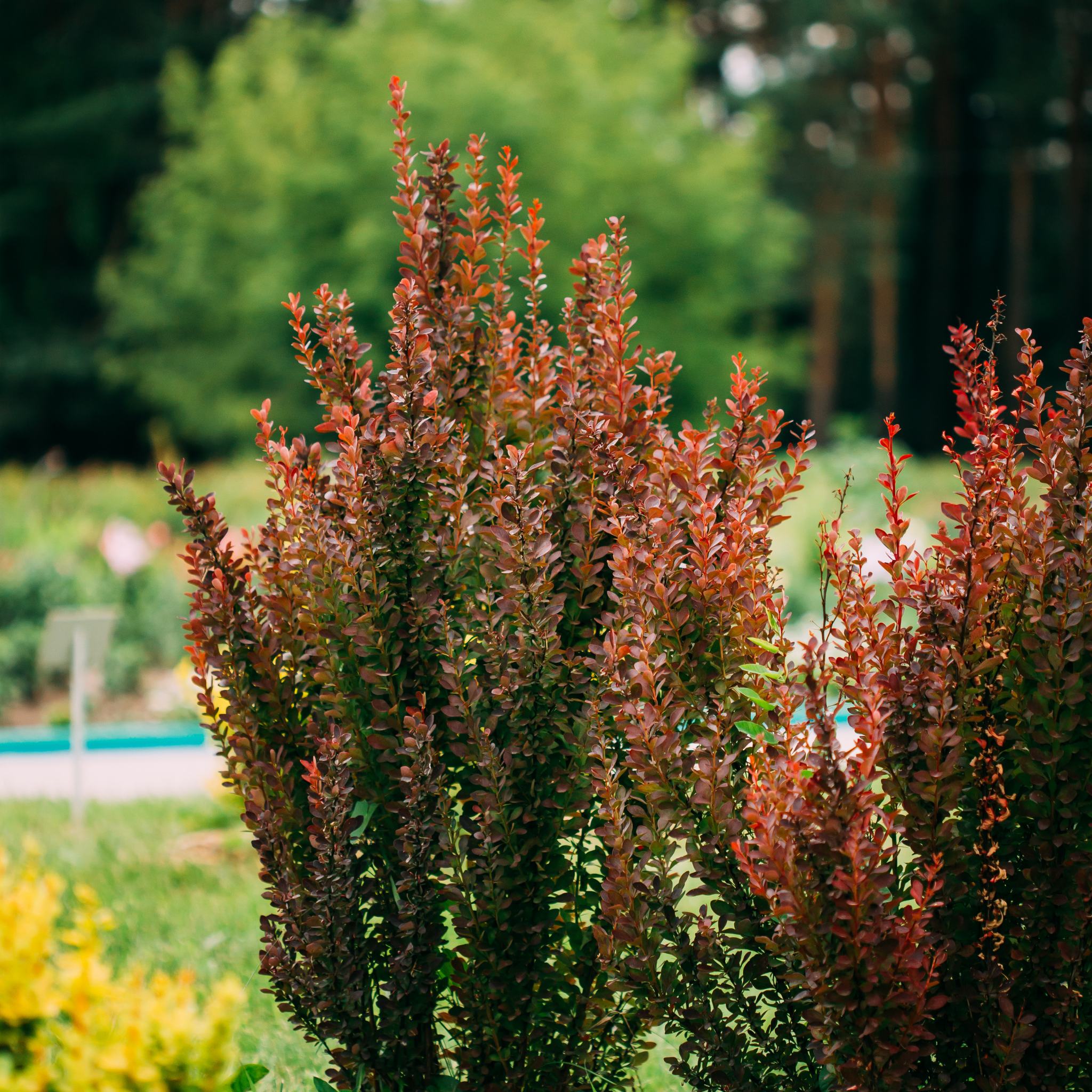 Purple Japanese Barberry Rose Glow - Berberis thunbergii atropurpurea 'Rose Glow'