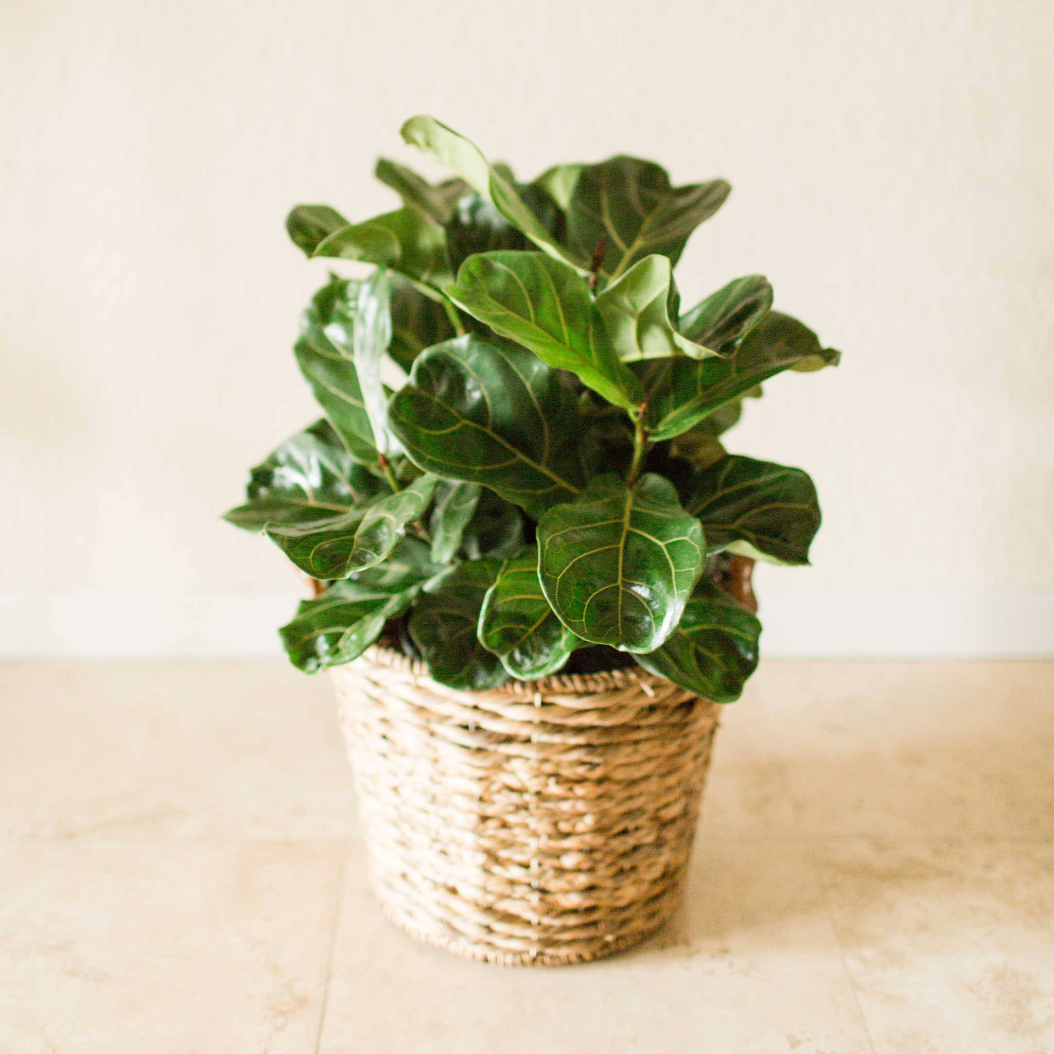 Fiddle Leaf Fig - Ficus lyrata