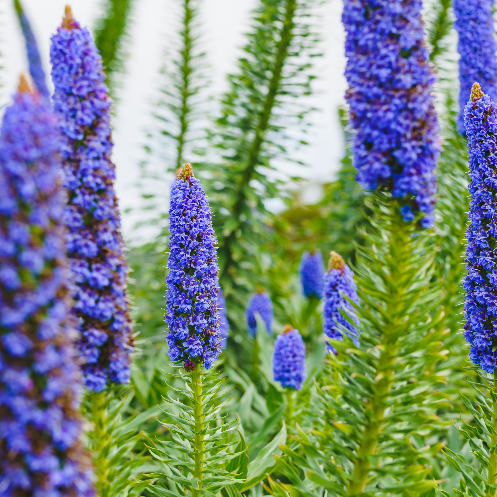 Pride of Madeira - Echium candicans