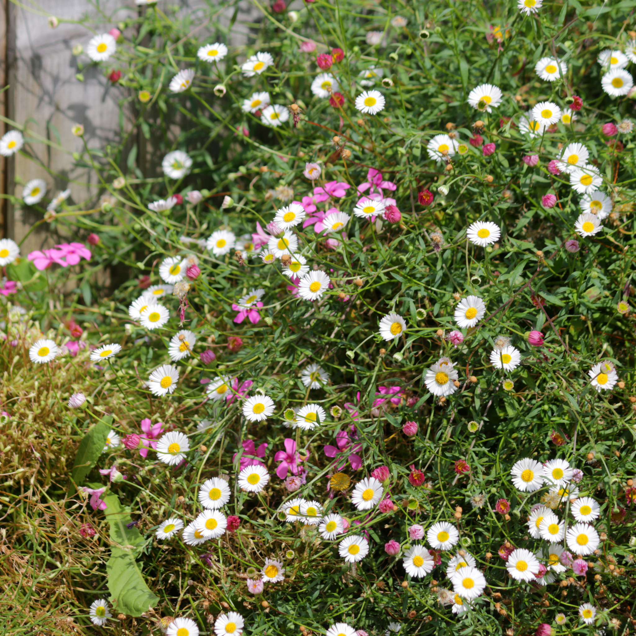 Seaside Daisy - Erigeron karvinskianus