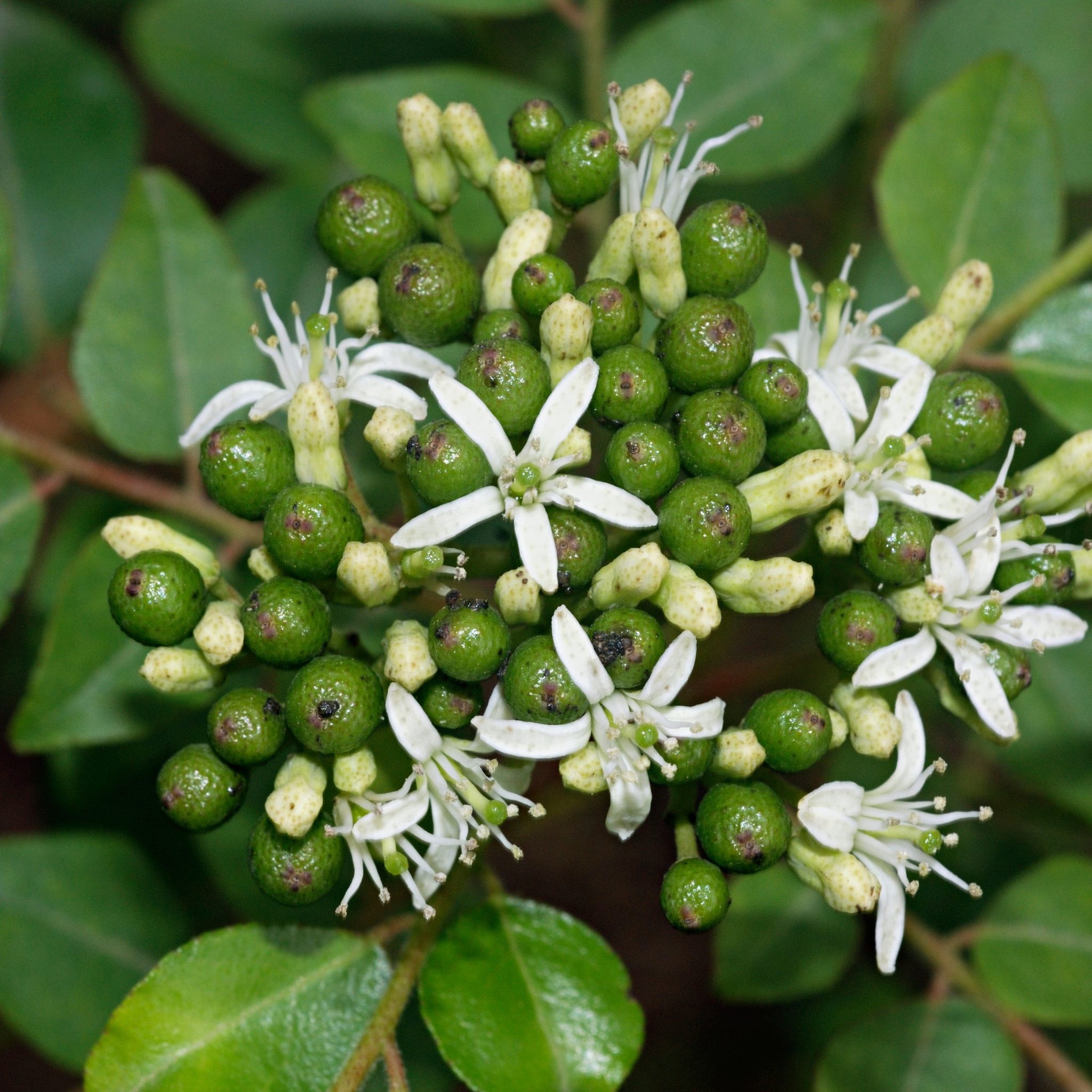 Curry Tree - Murraya koenigii