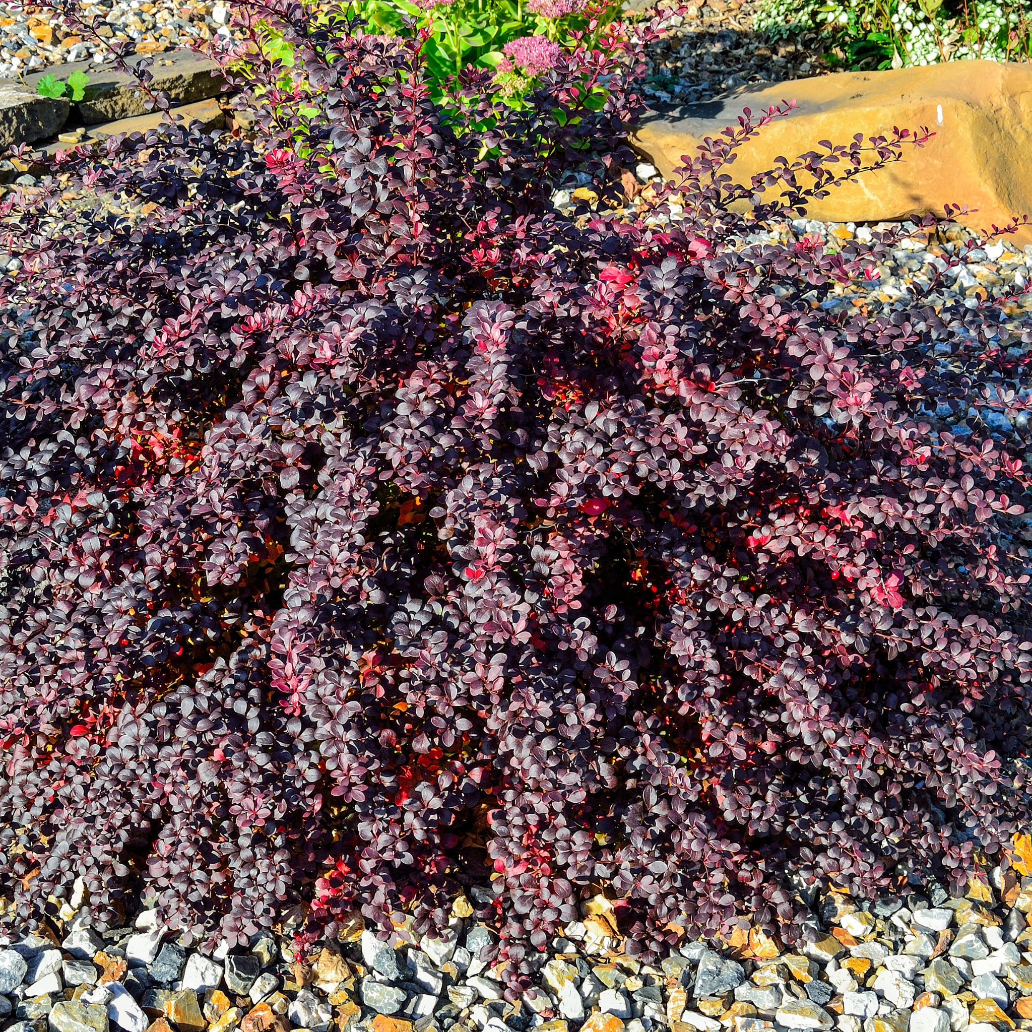 Purple Japanese Barberry Rose Glow - Berberis thunbergii atropurpurea 'Rose Glow'