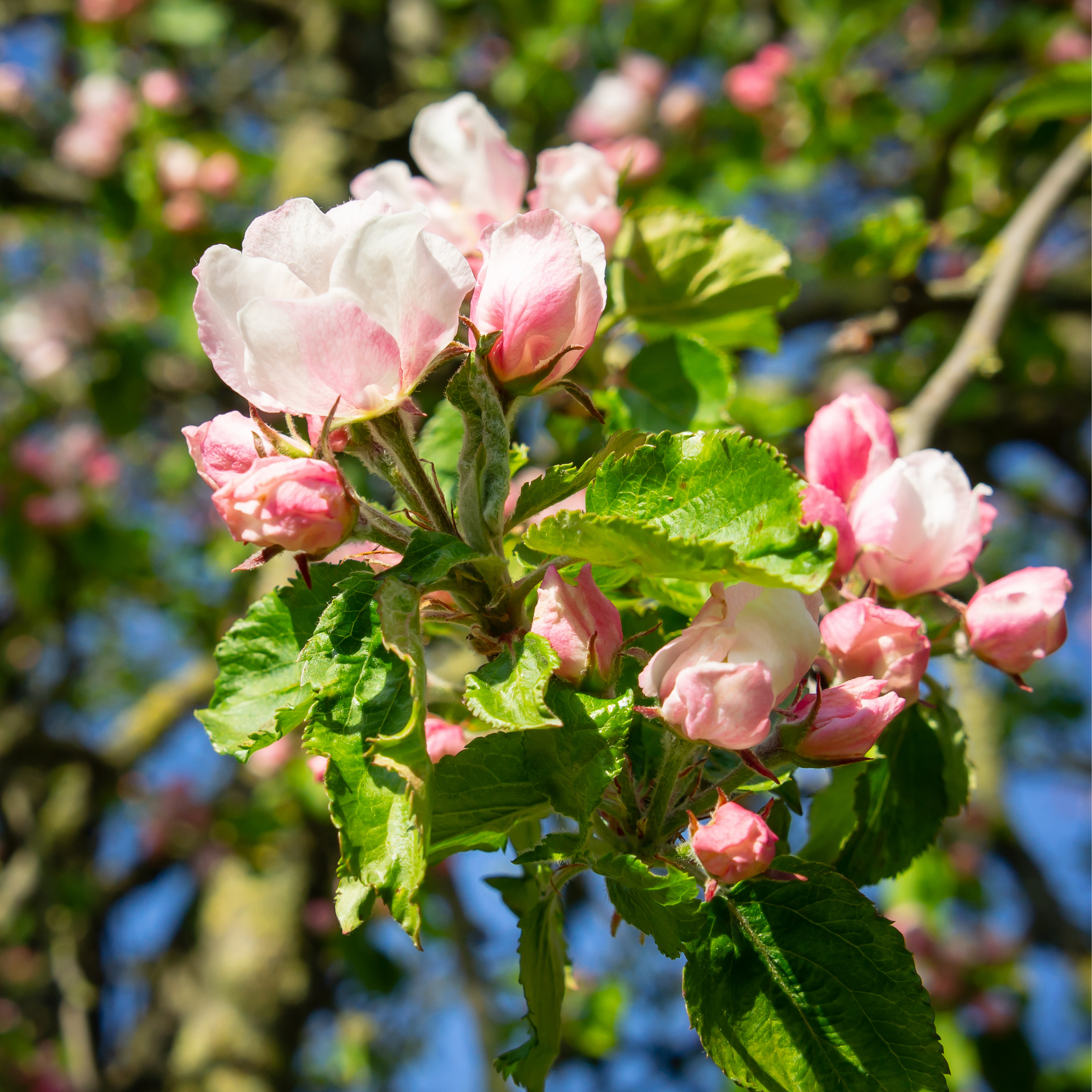 Apple Gala Tree - Malus domestica Gala Apple