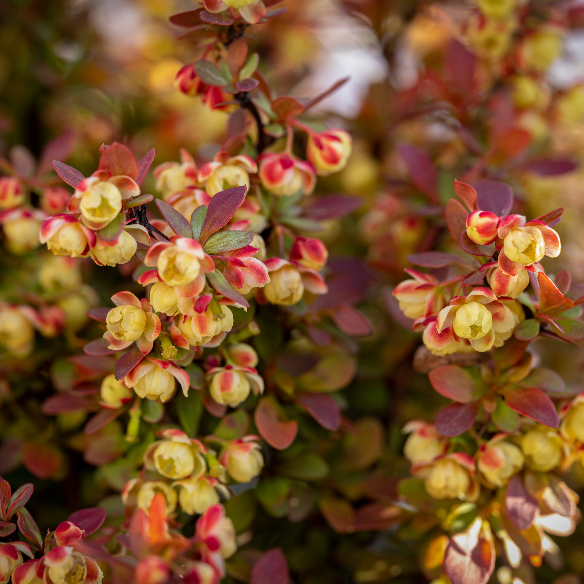 Purple Japanese Barberry Rose Glow - Berberis thunbergii atropurpurea 'Rose Glow'