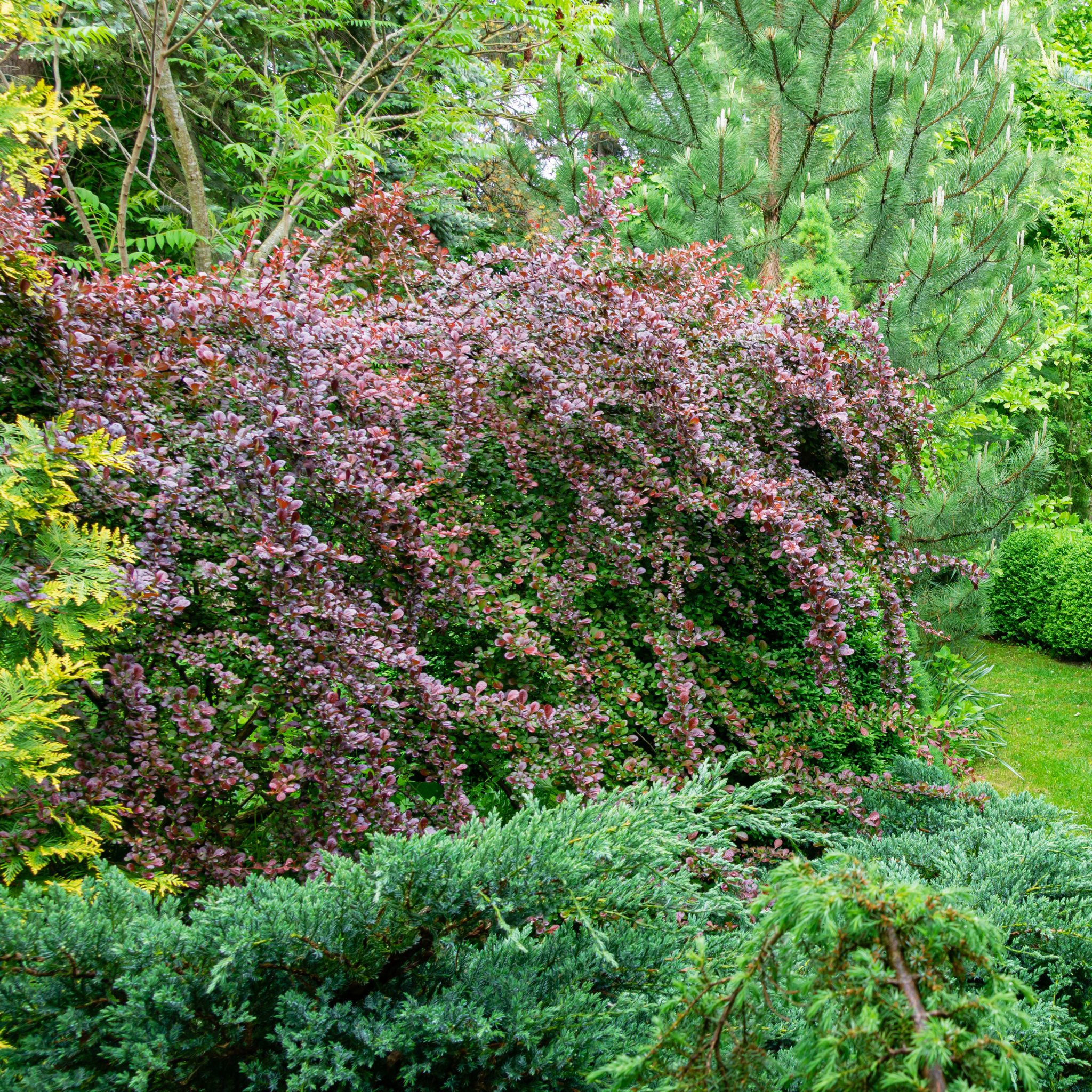 Purple Japanese Barberry - Berberis thunbergii atropurpurea