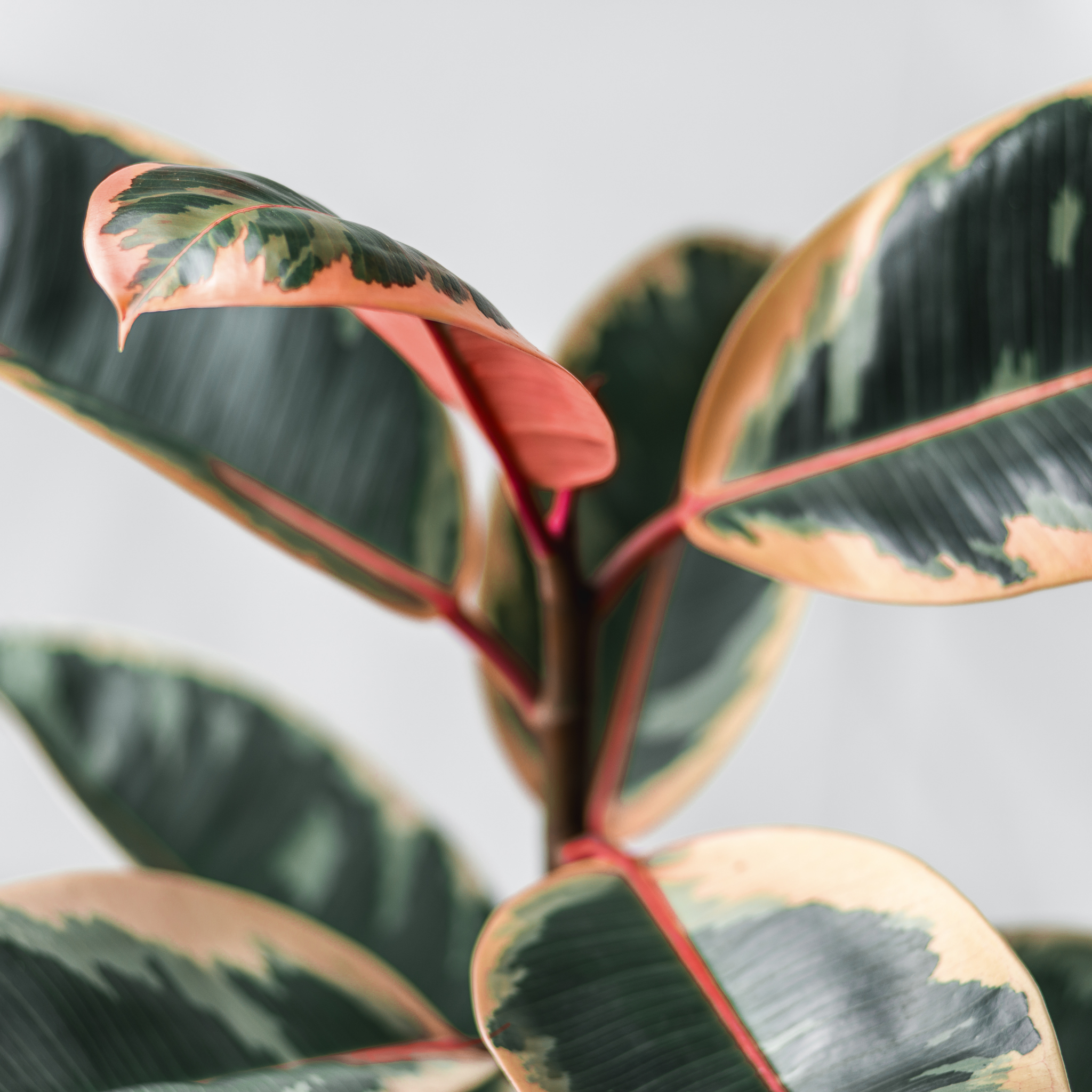 Red Rubber Tree Plant - Ficus elastica Ruby