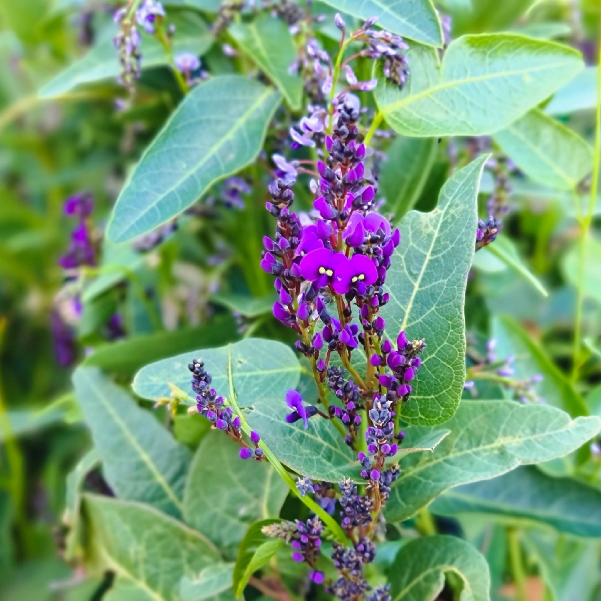 Native Wisteria Bliss - Hardenbergia violacea 'Bliss'