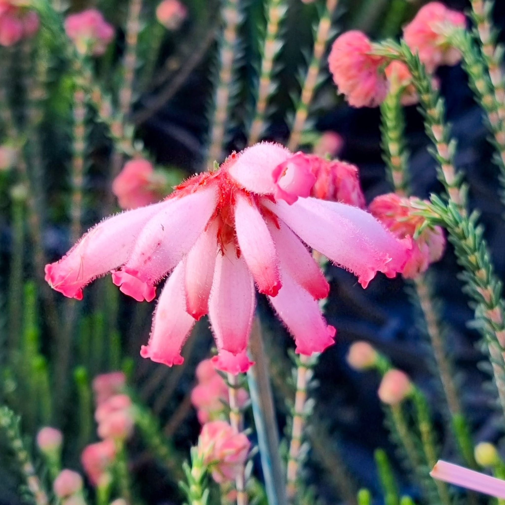 Pink Fire Erica - Erica cerinthoides