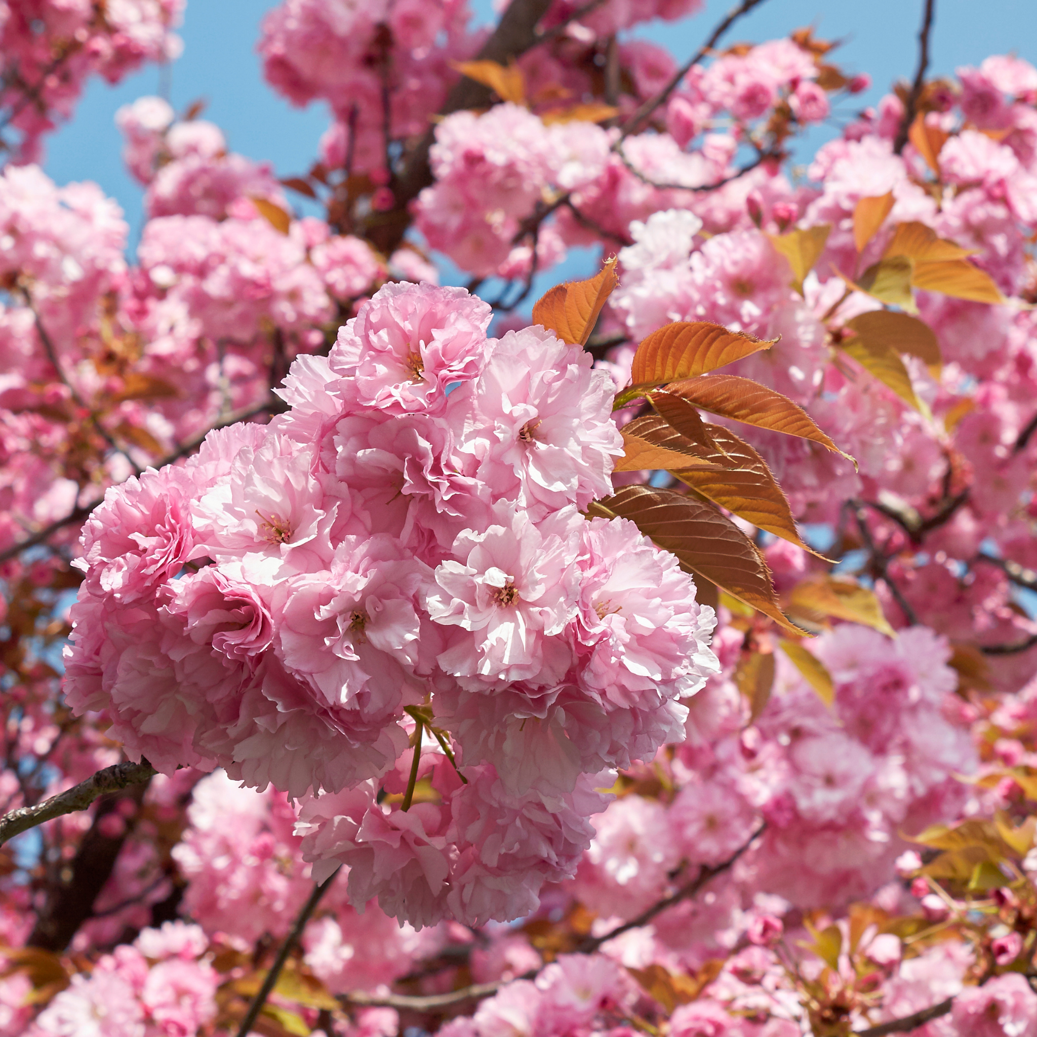 Close-up of pink cherry blossoms with a clear blue sky background