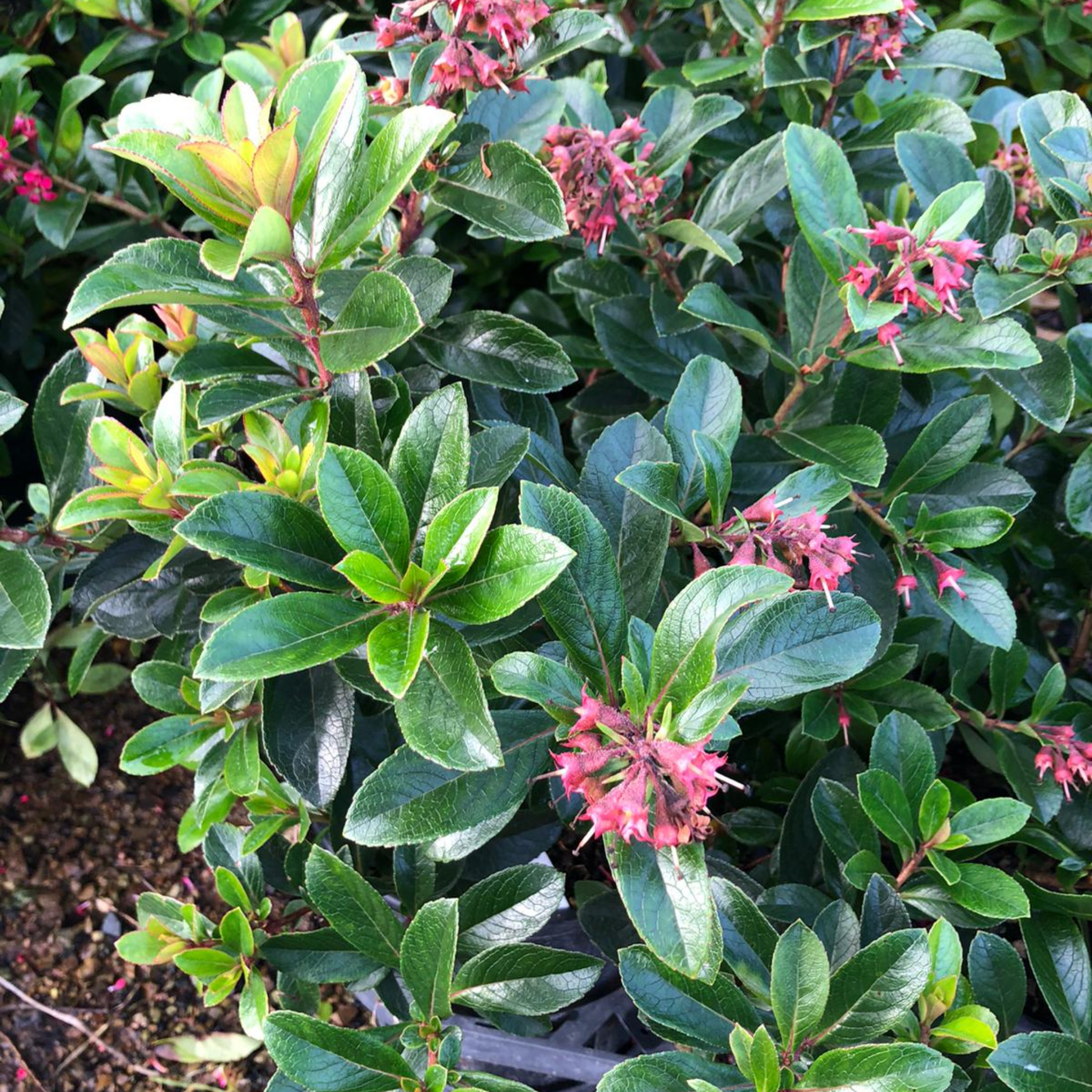 Escallonia Red Knight - Escallonia langleyensis Red Knight