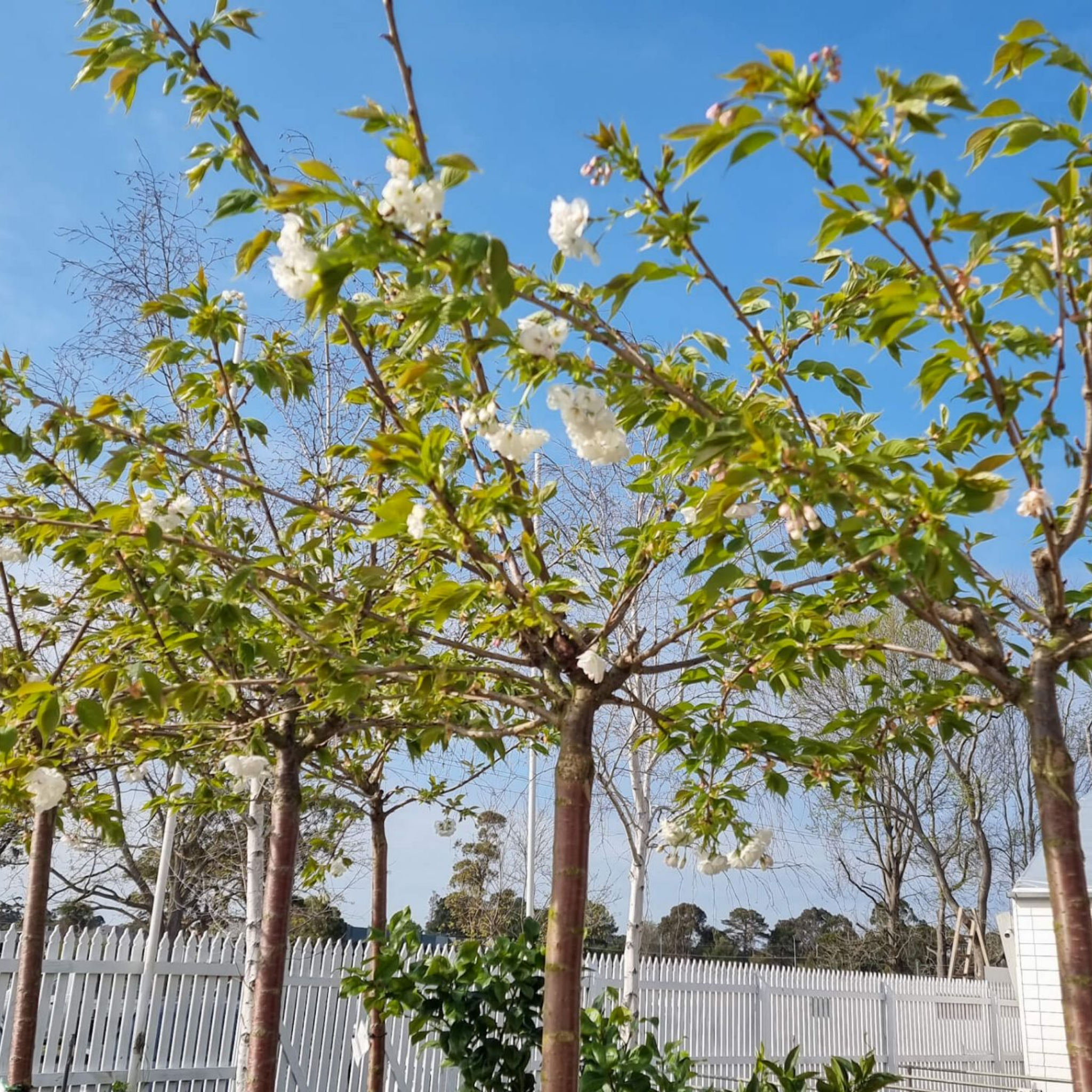Weeping Japanese Flowering Cherry - Prunus serrulata 'Mt Fuji'