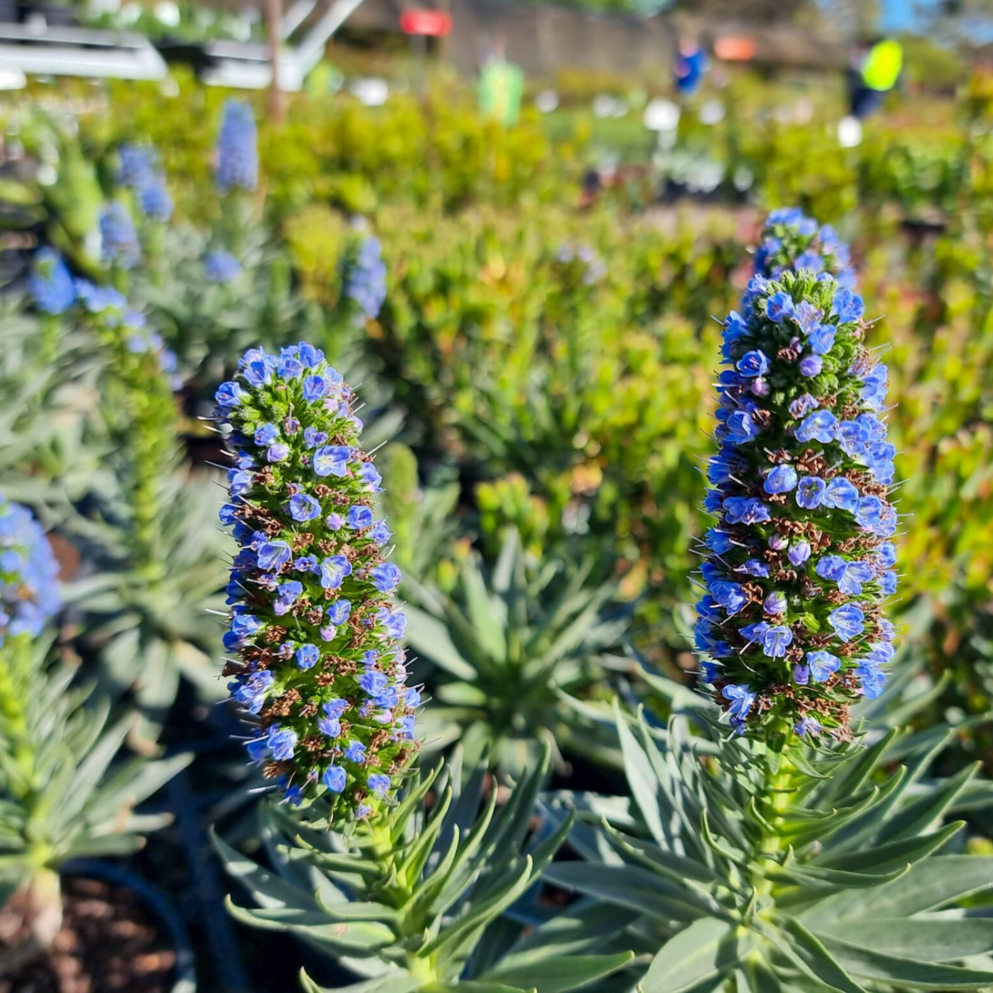 Pride of Madeira - Echium candicans