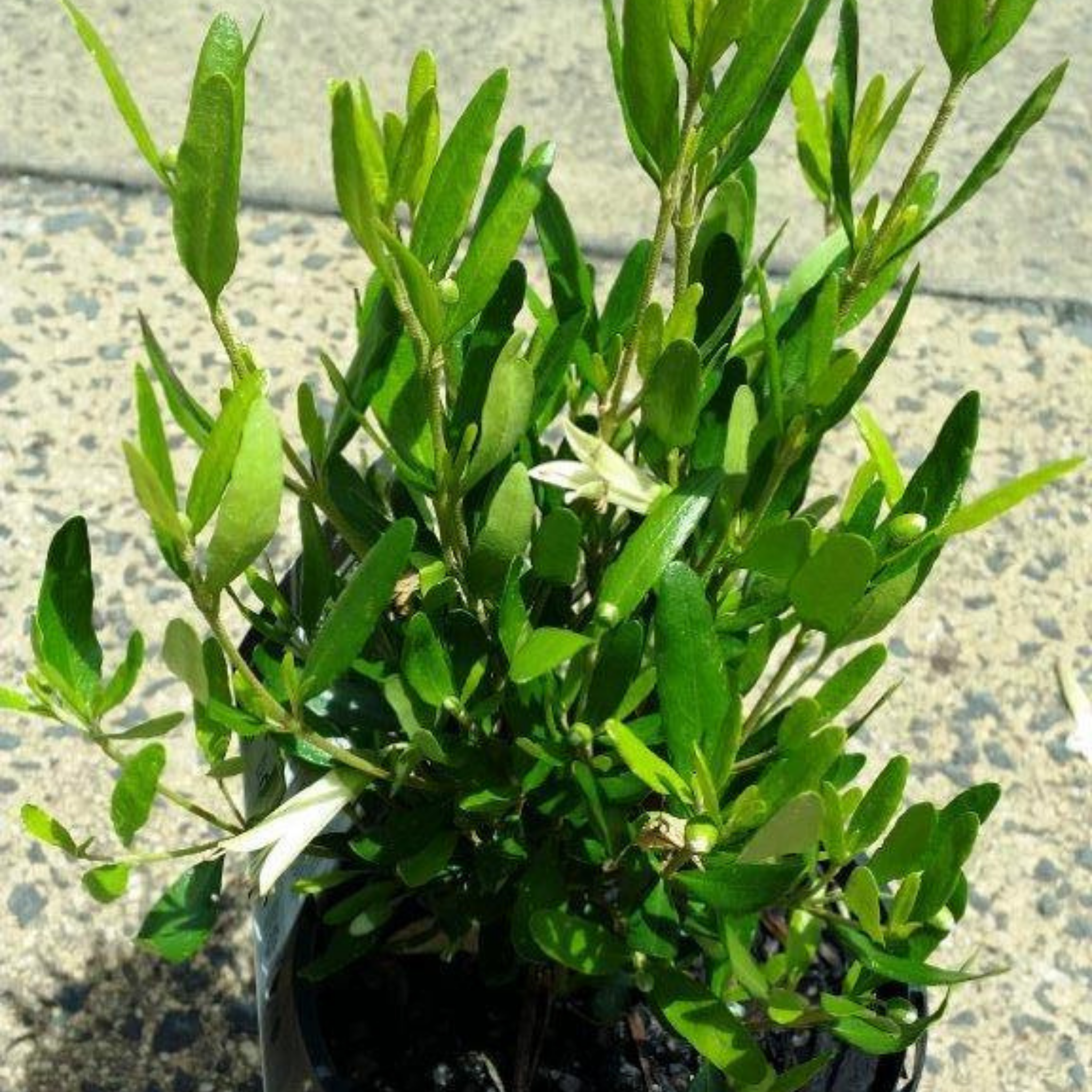 Rock Correa Coliban River - Correa glabra 'Coliban River'