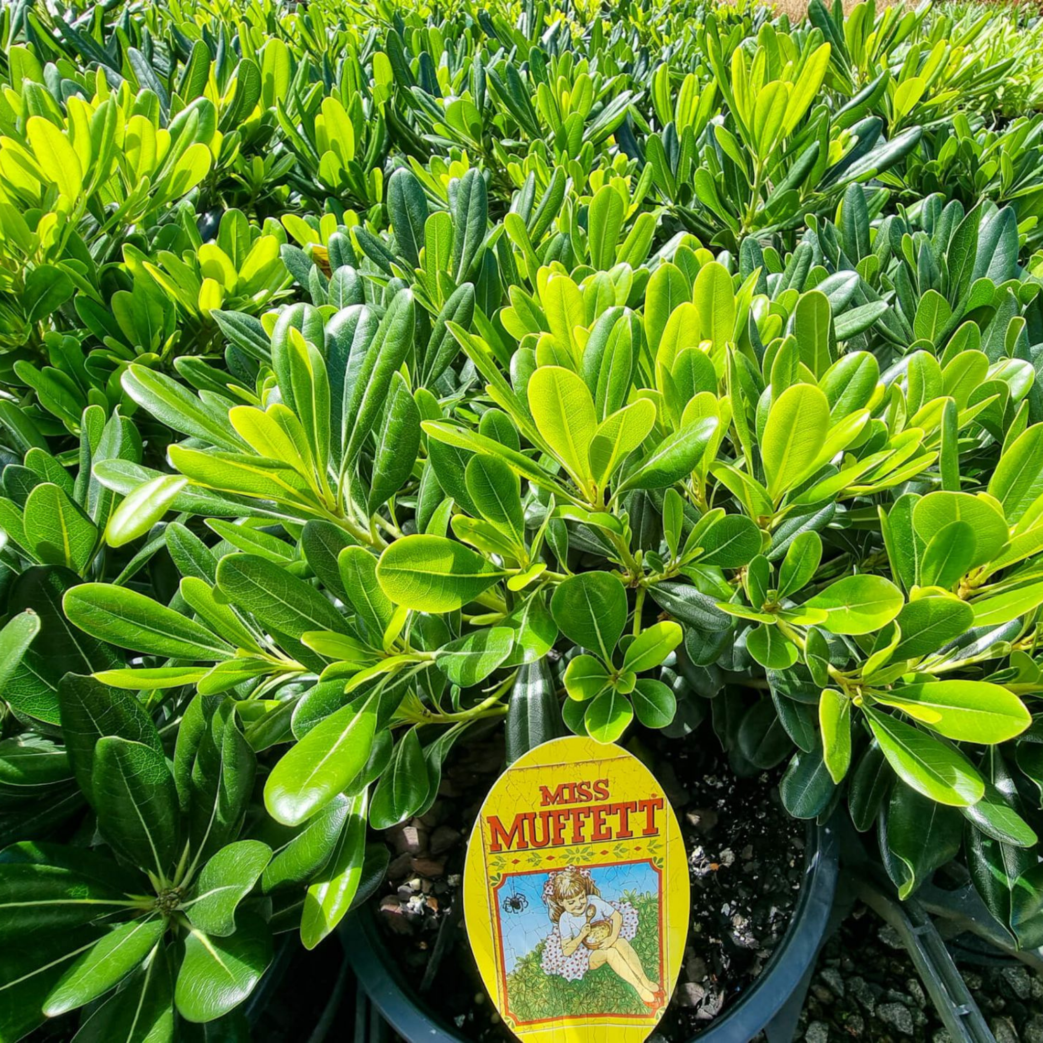 Potted plant with a 'Miss Muffett' tag among other plants.