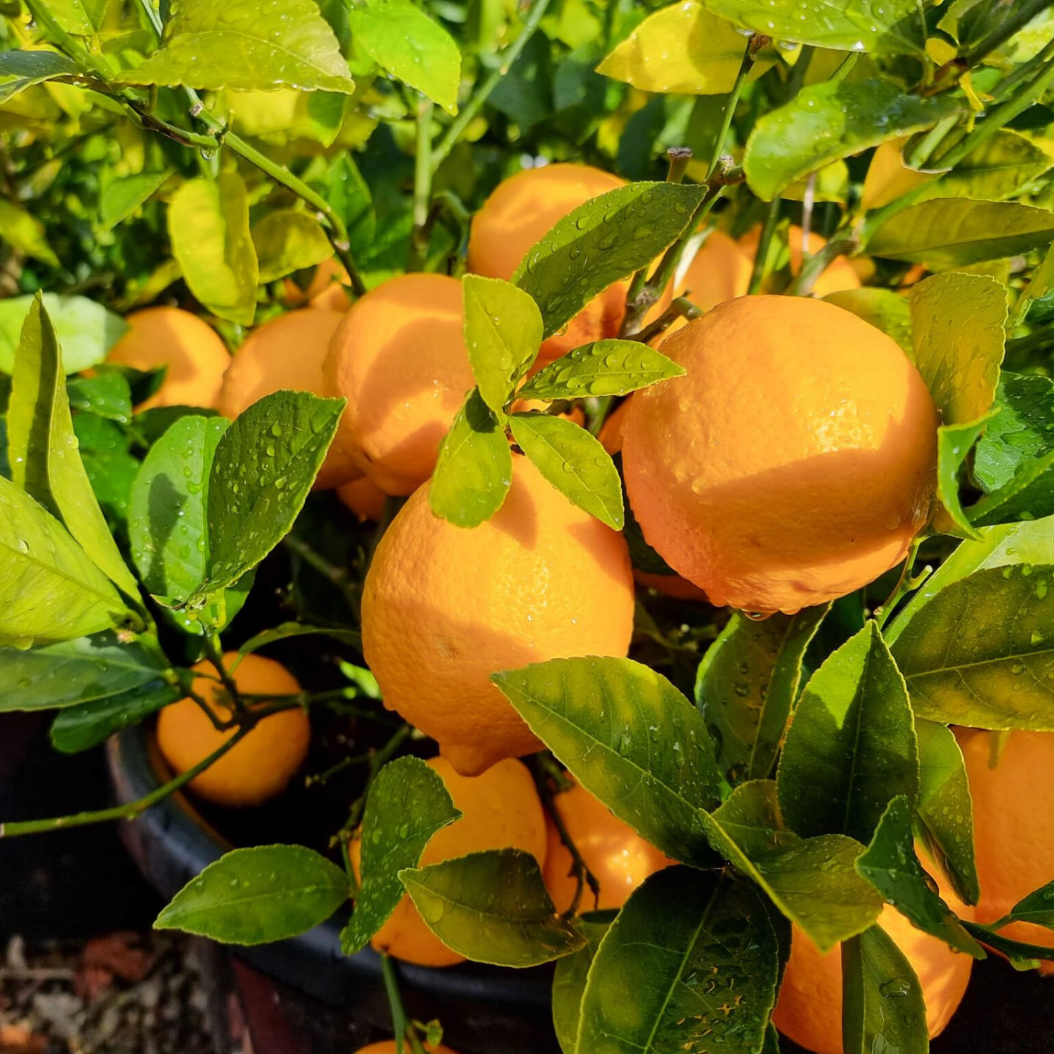 Dwarf Lemonicious Lemon - Citrus limon