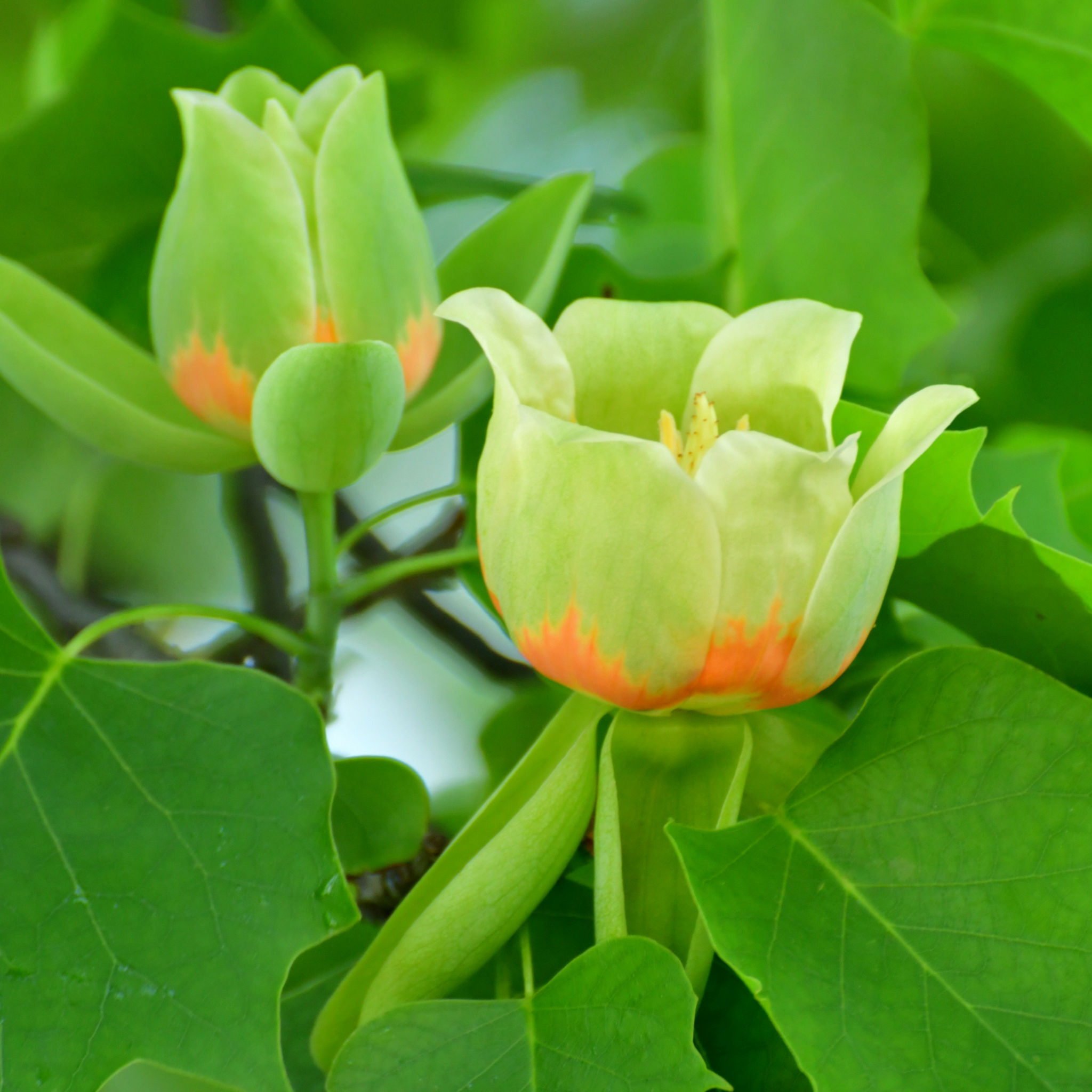 Tulip Tree - Liriodendron tulipifera