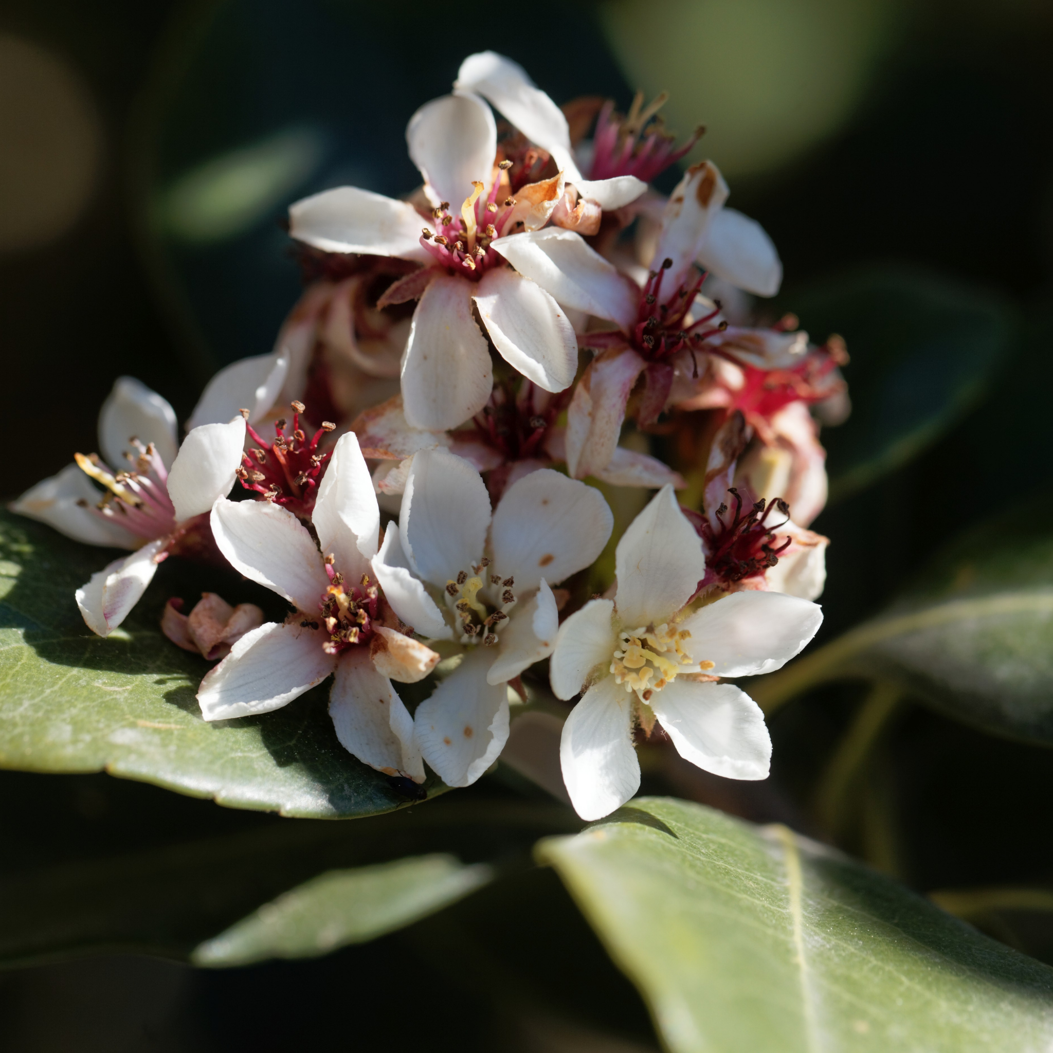 Dwarf Indian hawthorn Minikin - Rhaphiolepis indica Minikin