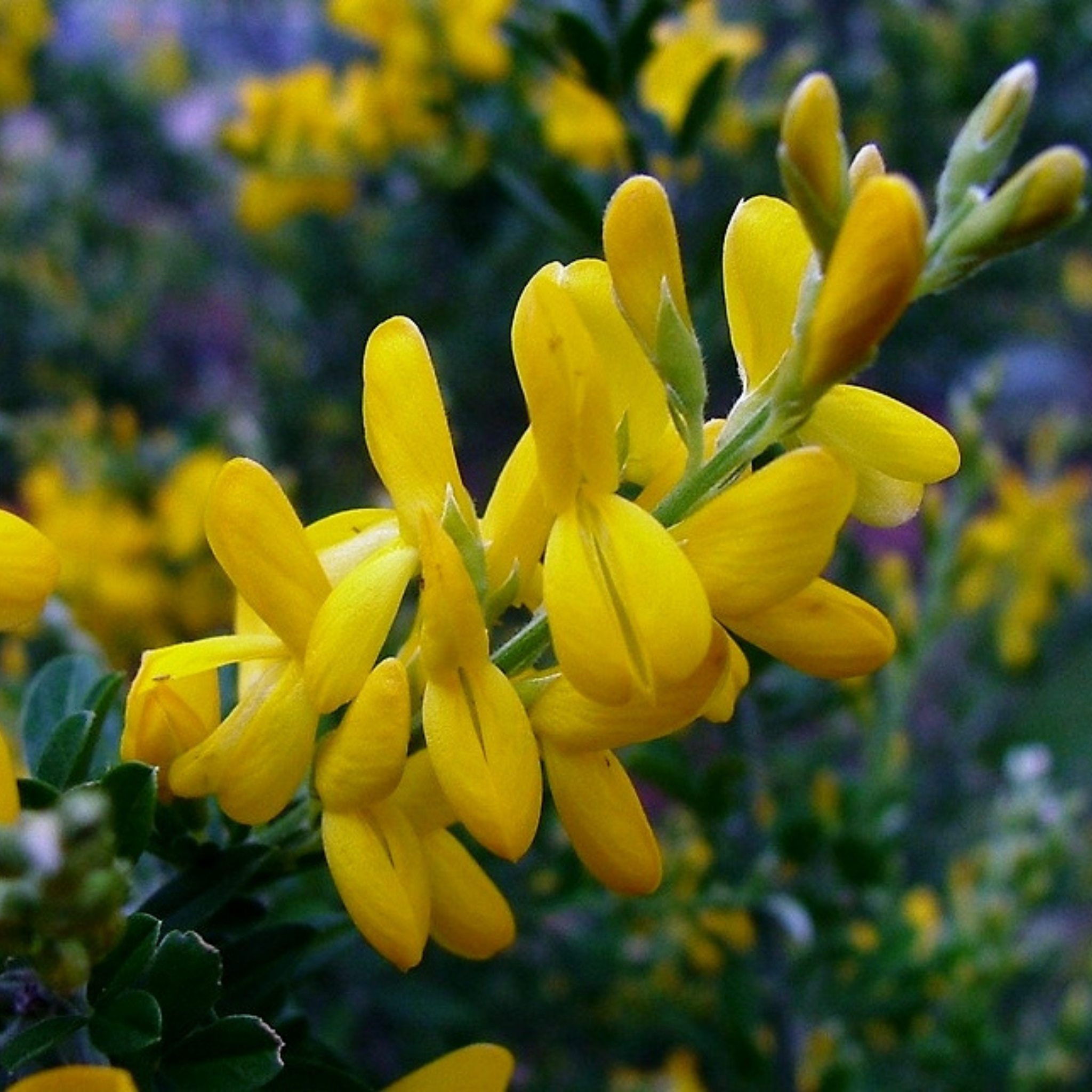 Dwarf Yellow Broom - Cytisus racemosus Nana