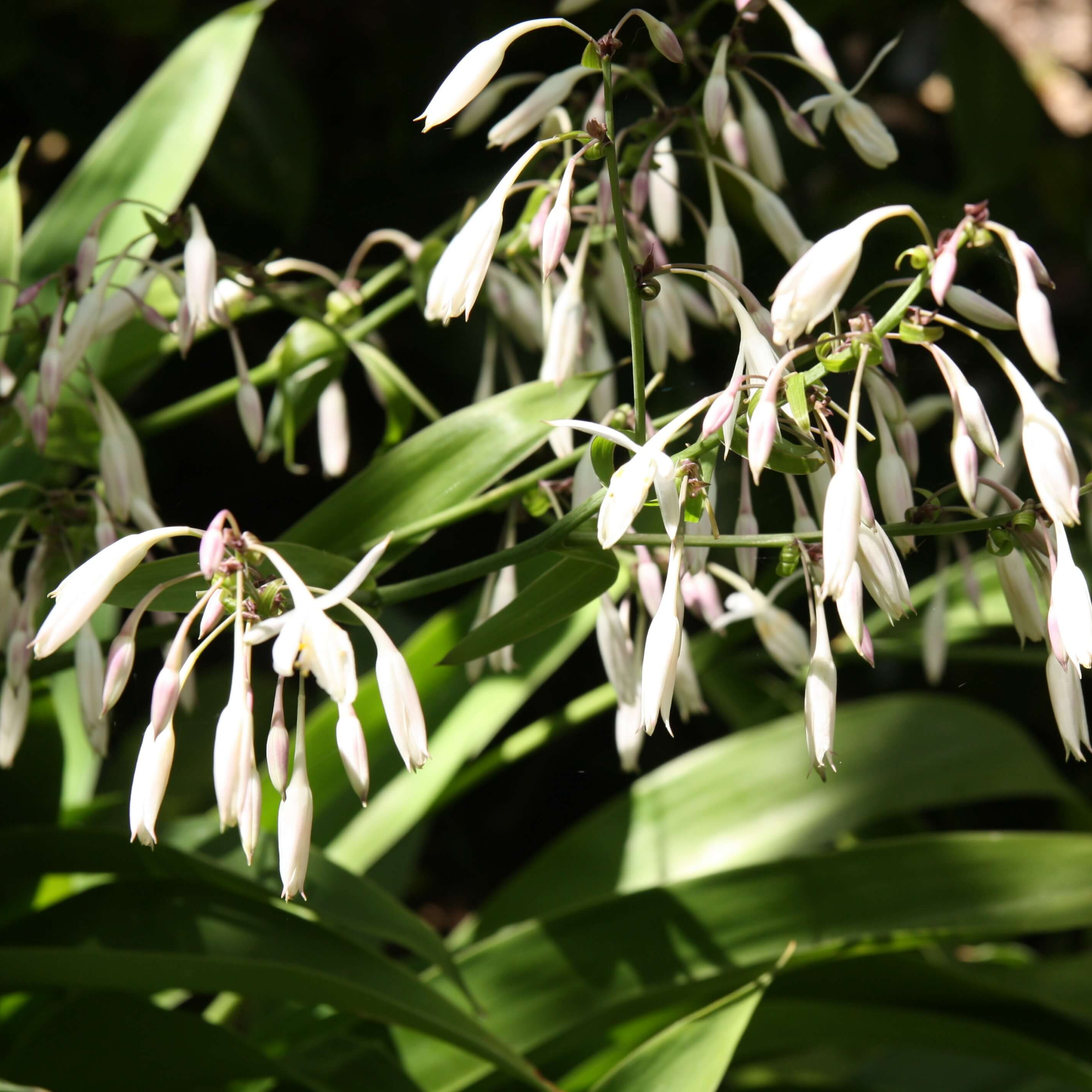 White flowers with green leaves on a dark background