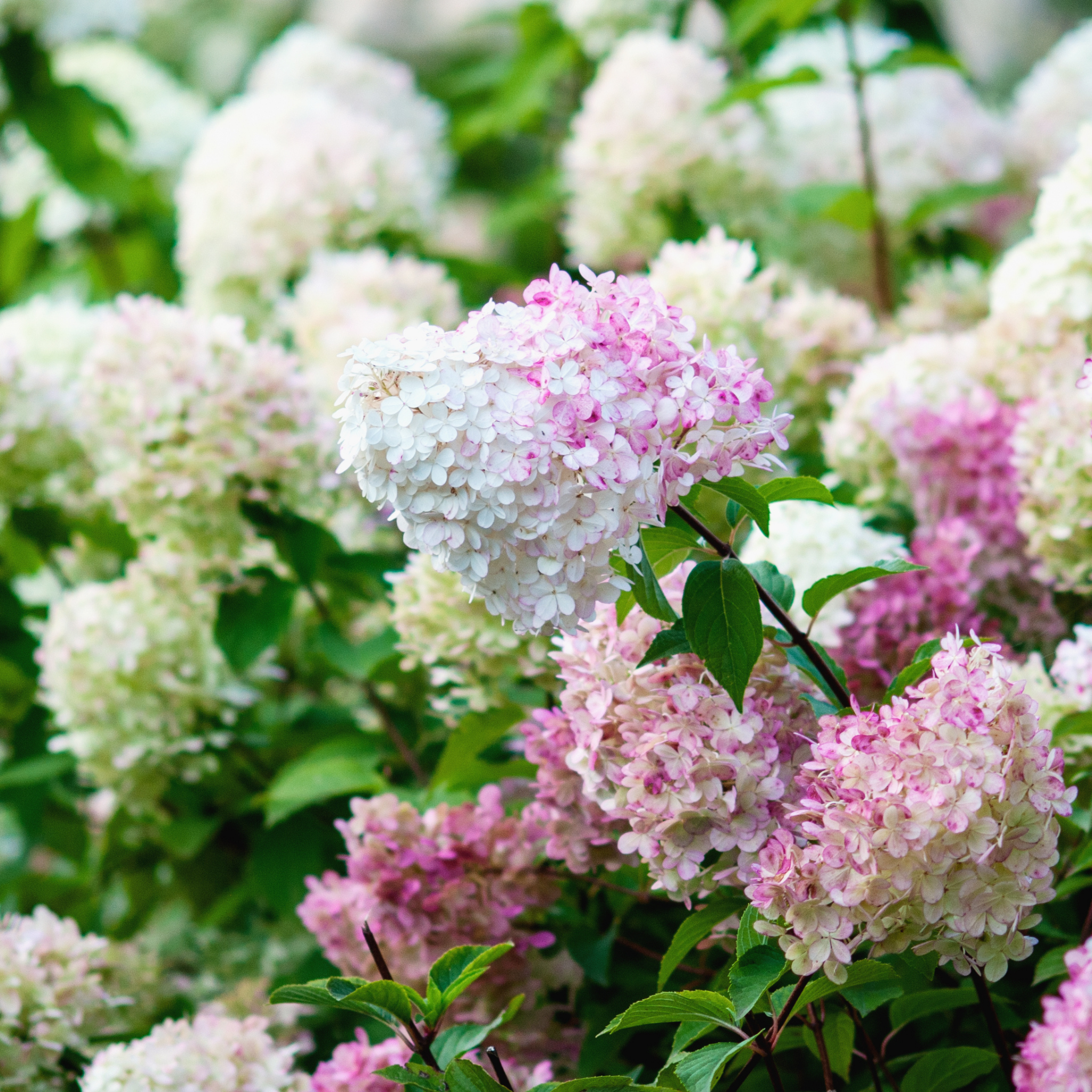 Panicled Hydrangea - Hydrangea paniculata Sundae Fraise