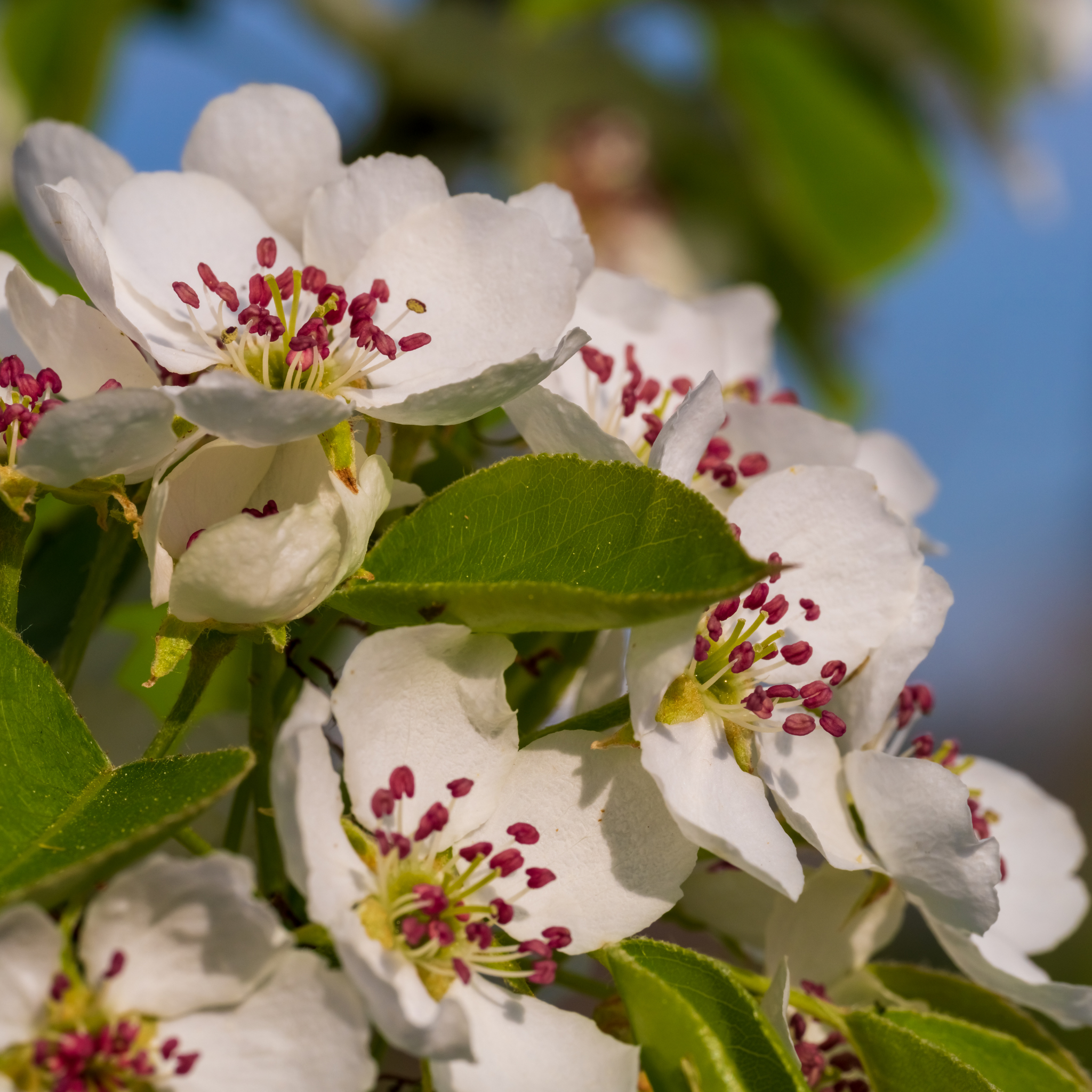 Ornamental Pear Southworth Dancer - Pyrus betulaefolia Southworth Dancer