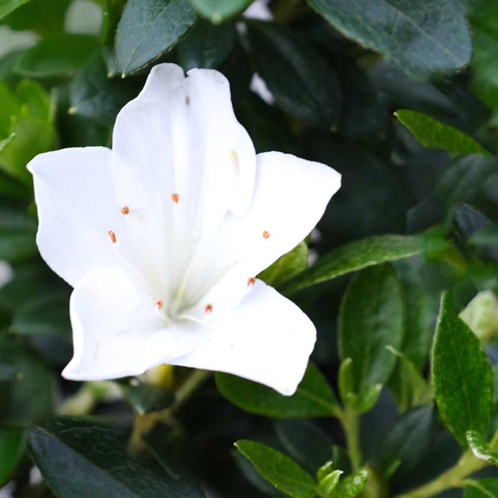 White flower with green leaves in the background
