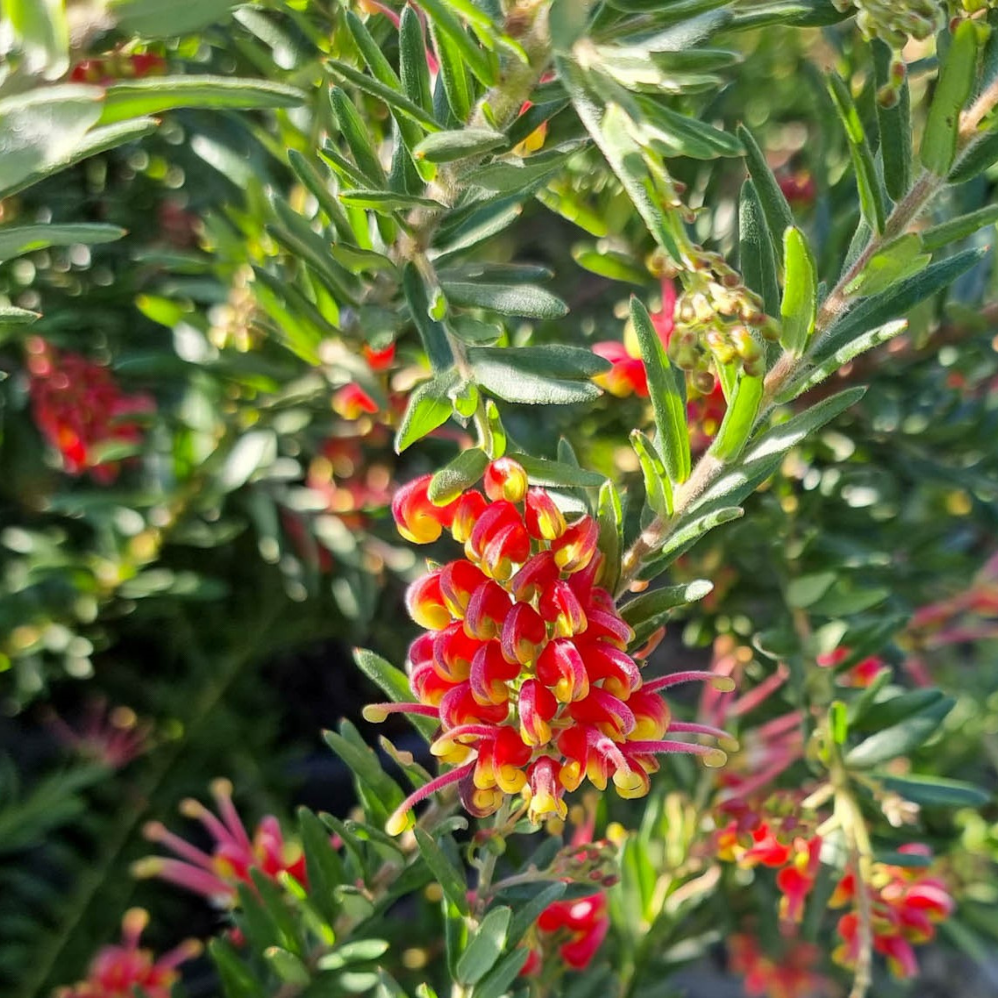 Grevillea 'Fireworks' - Grevillea hybrida Fireworks