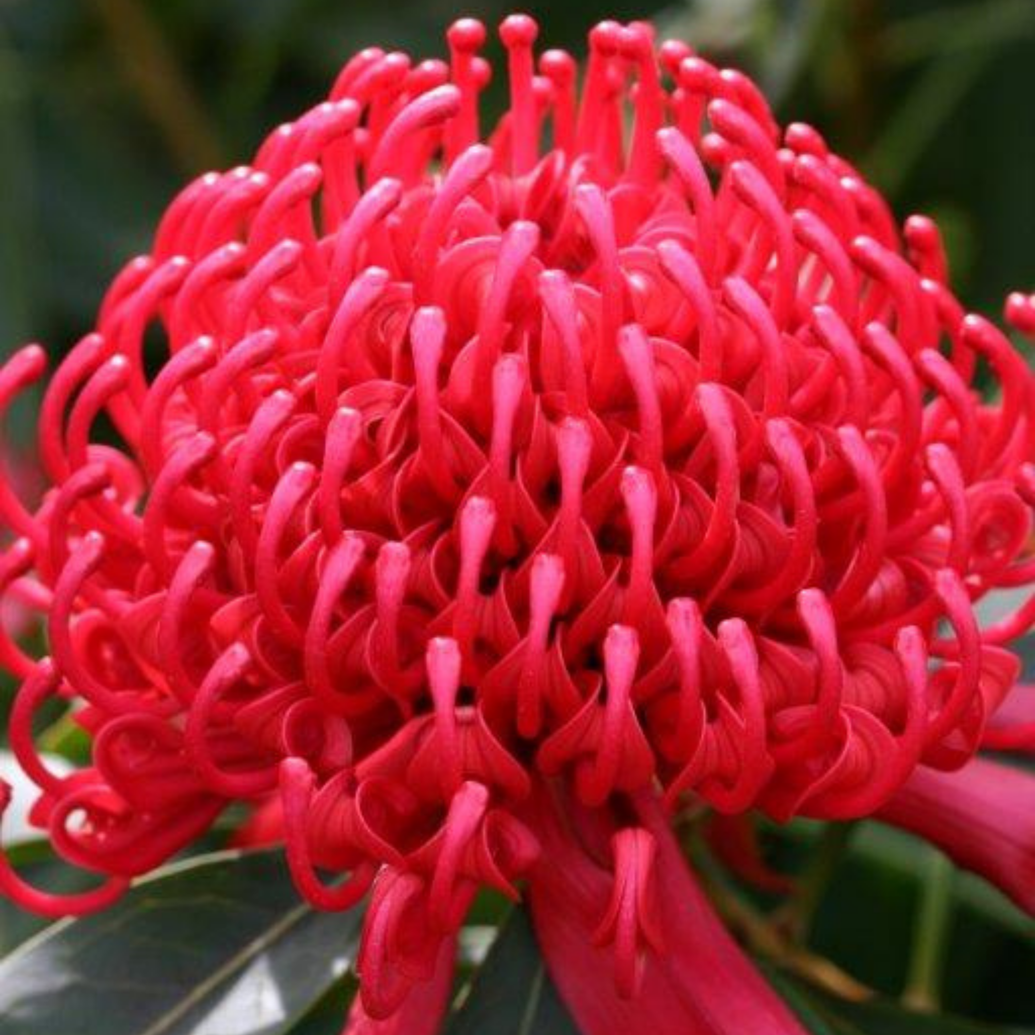 Waratah Shady Lady Red - Telopea speciosissima oreade Shady Lady Red