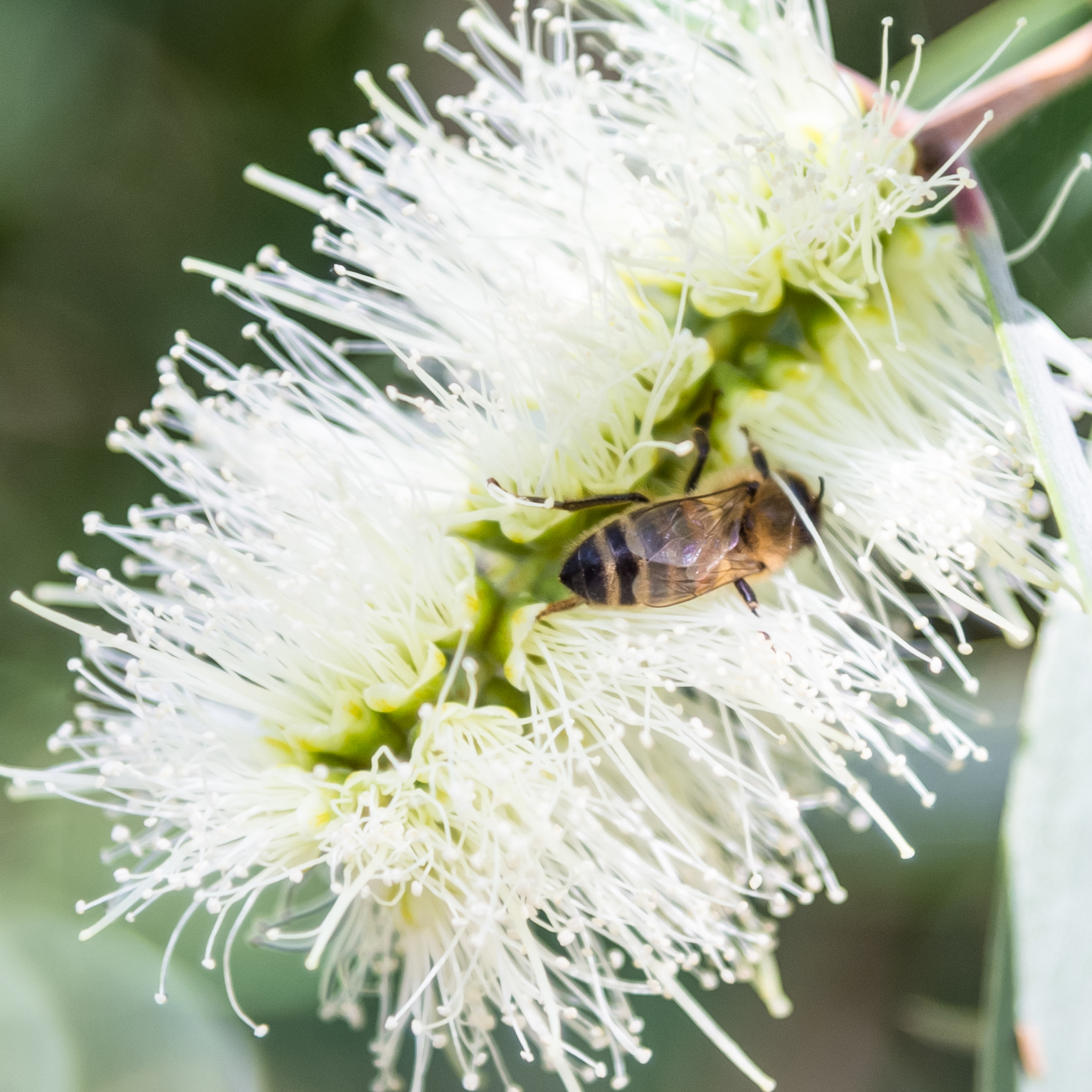 White Bottlebrush - Callistemon citrinus 'White Anzac’