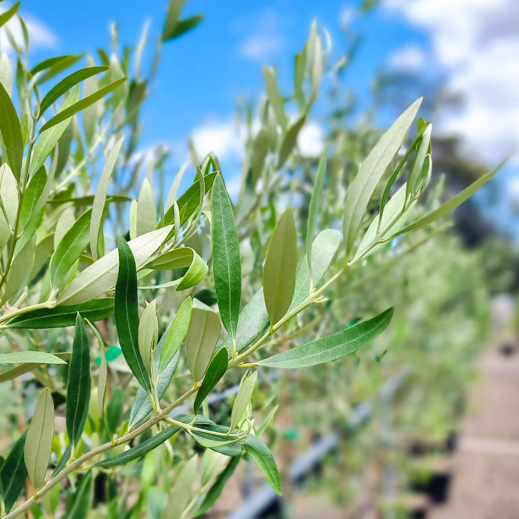 Kalamata Olive Tree - Olea europaea Kalamata