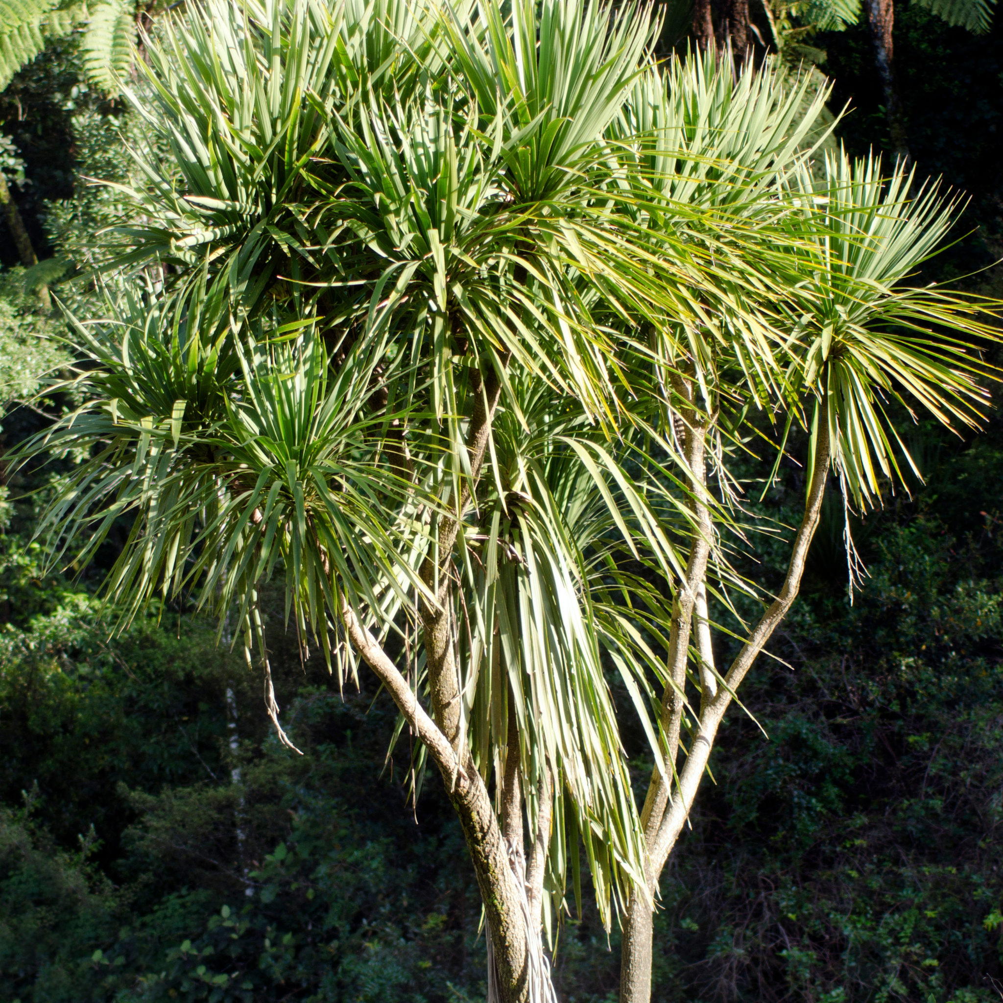 TOrbay Dazzler Cabbage Tree - Cordyline australis 'Torbay Dazzler'