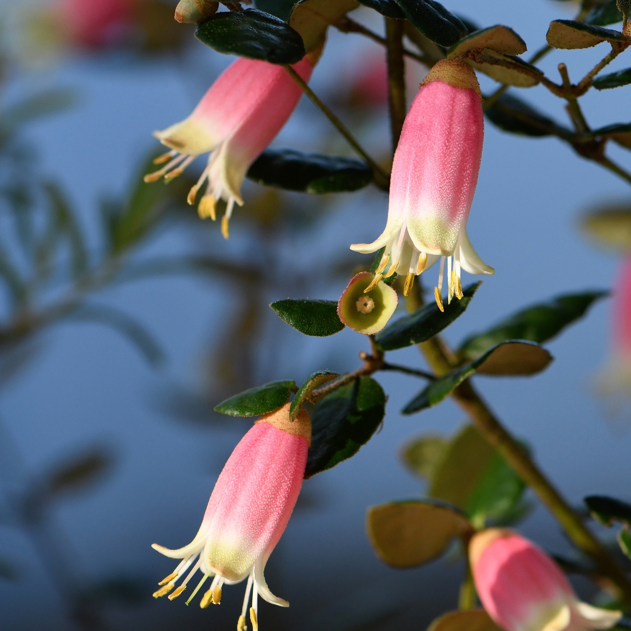 Marians Marvel Native Fuchsia - Correa reflexa backhousiana 'Marians Marvel'