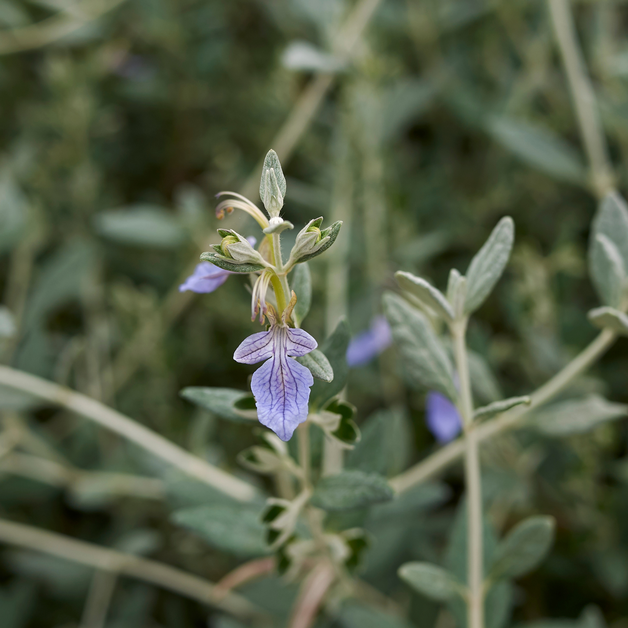 Shrubby Germander - Teucrium fruticans