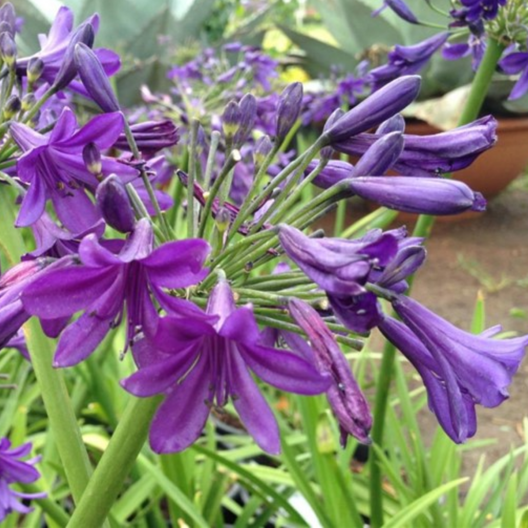 Purple Agapanthus hybrida Sugar Plum - Lily of the Nile, African Lily