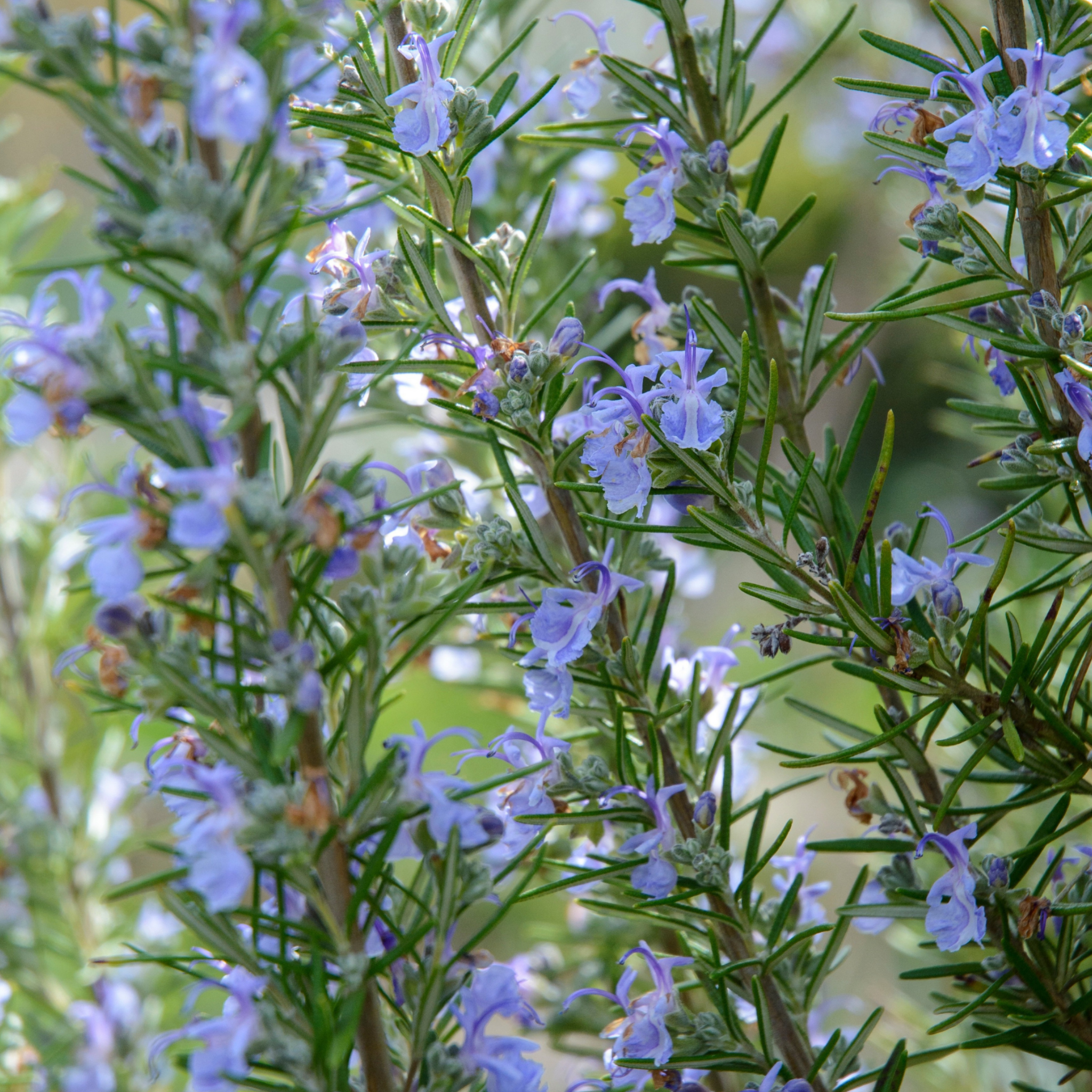Rosemary Chefs Choice - Rosmarinus officinalis Chefs Choice