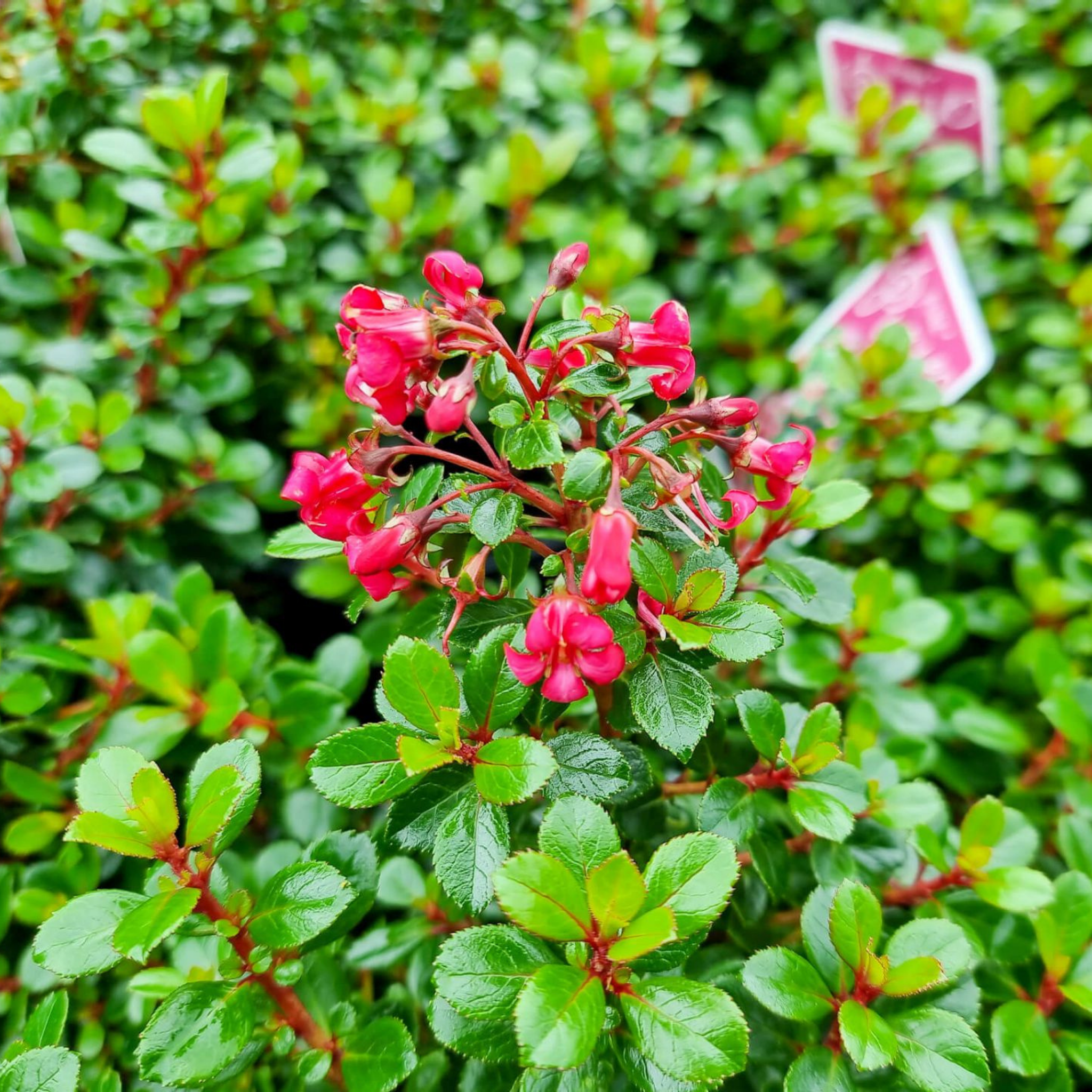 Escallonia Dwarf Pink Pixie - Escallonia hybrida 'Pink Pixie'