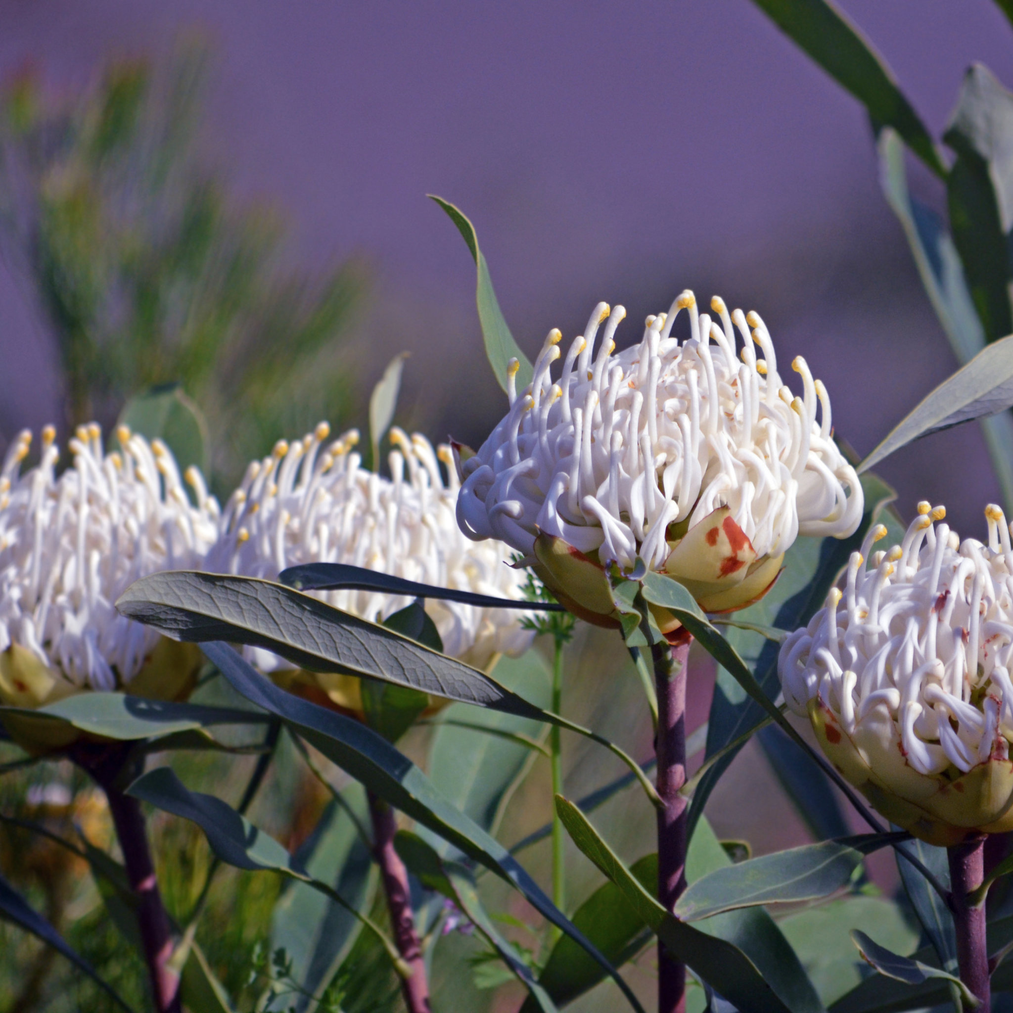 Waratah 'Shady Lady White' - Telopea speciosissima oreades Shady Lady White