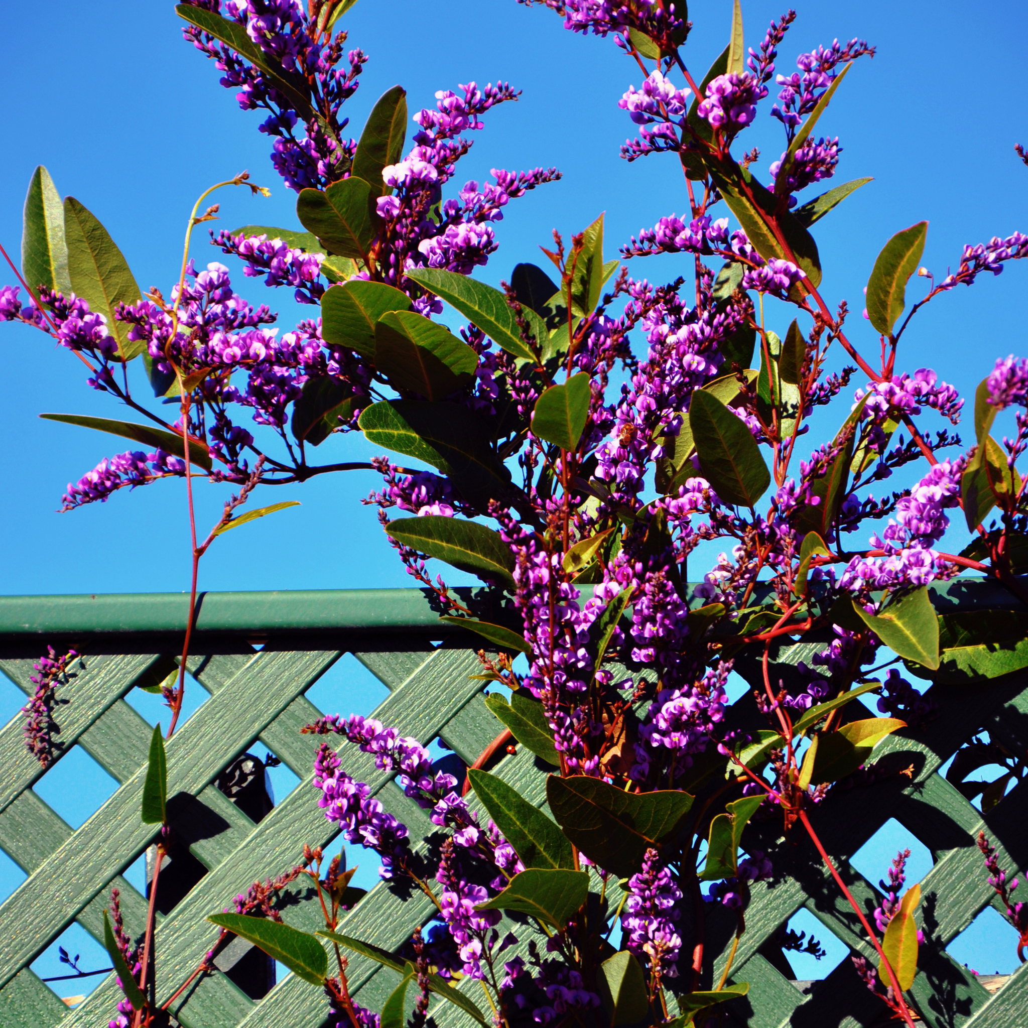 Hardenbergia violacea Happy Wanderer - Native Wisteria