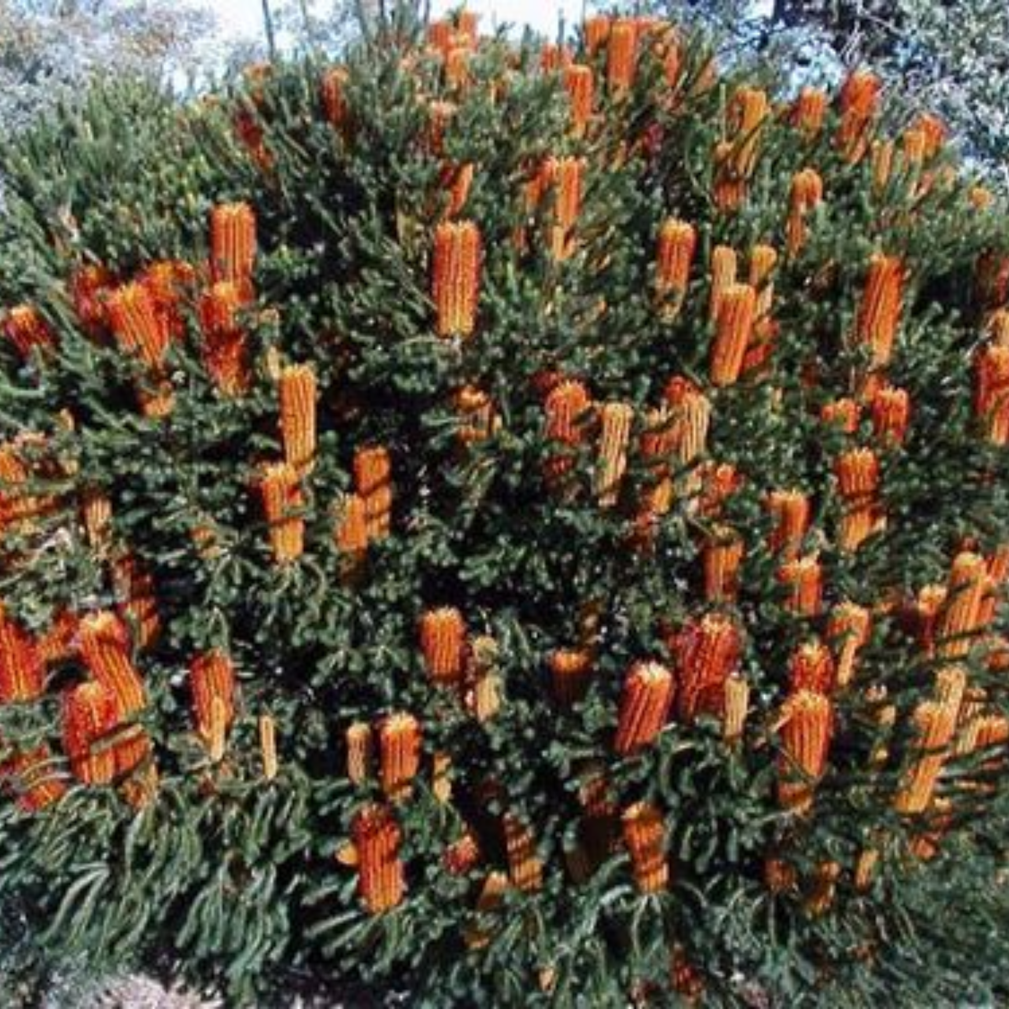 Tree with orange flower-like structures on a green background
